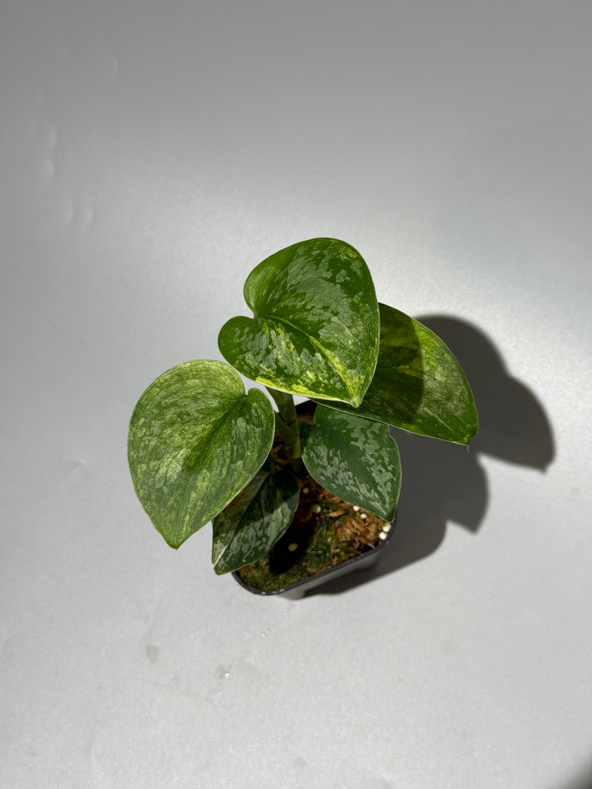 スキンダプサス エキゾチカ サラカ トリカラー  / Scindapsus Exotica salaka toricolor (2)