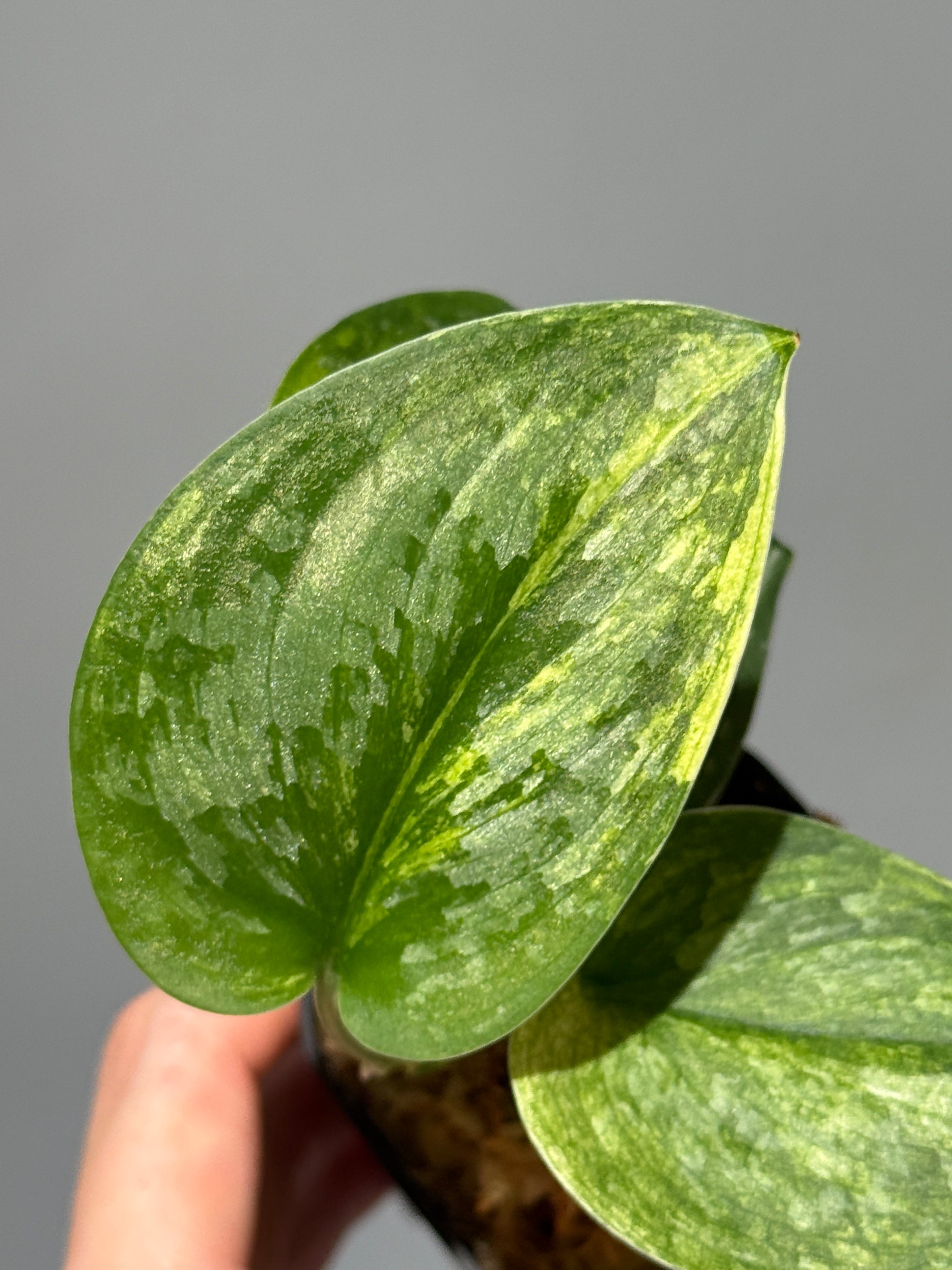 スキンダプサス エキゾチカ サラカ トリカラー  / Scindapsus Exotica salaka toricolor (2)