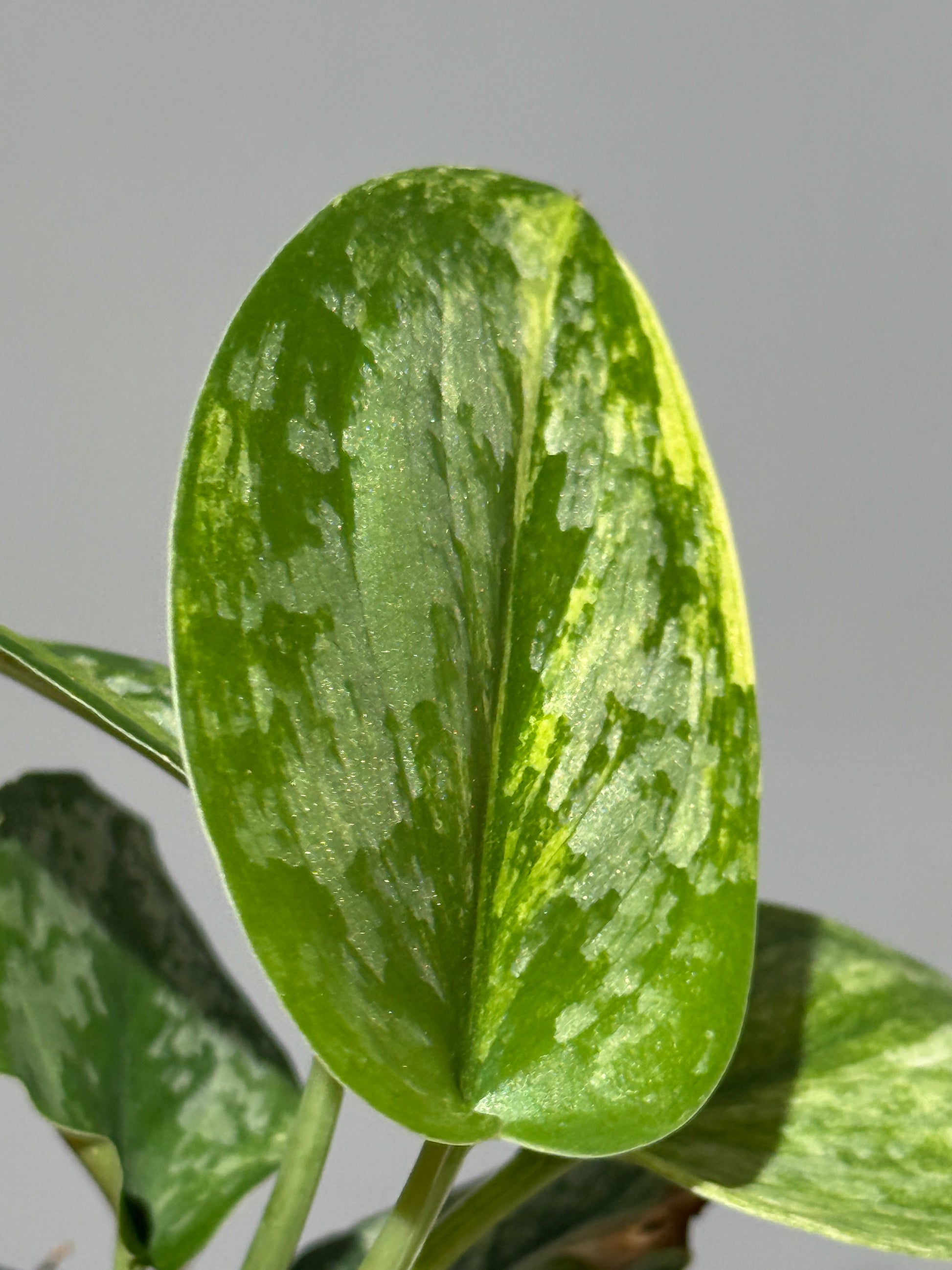 スキンダプサス エキゾチカ サラカ トリカラー  / Scindapsus Exotica salaka toricolor (2)