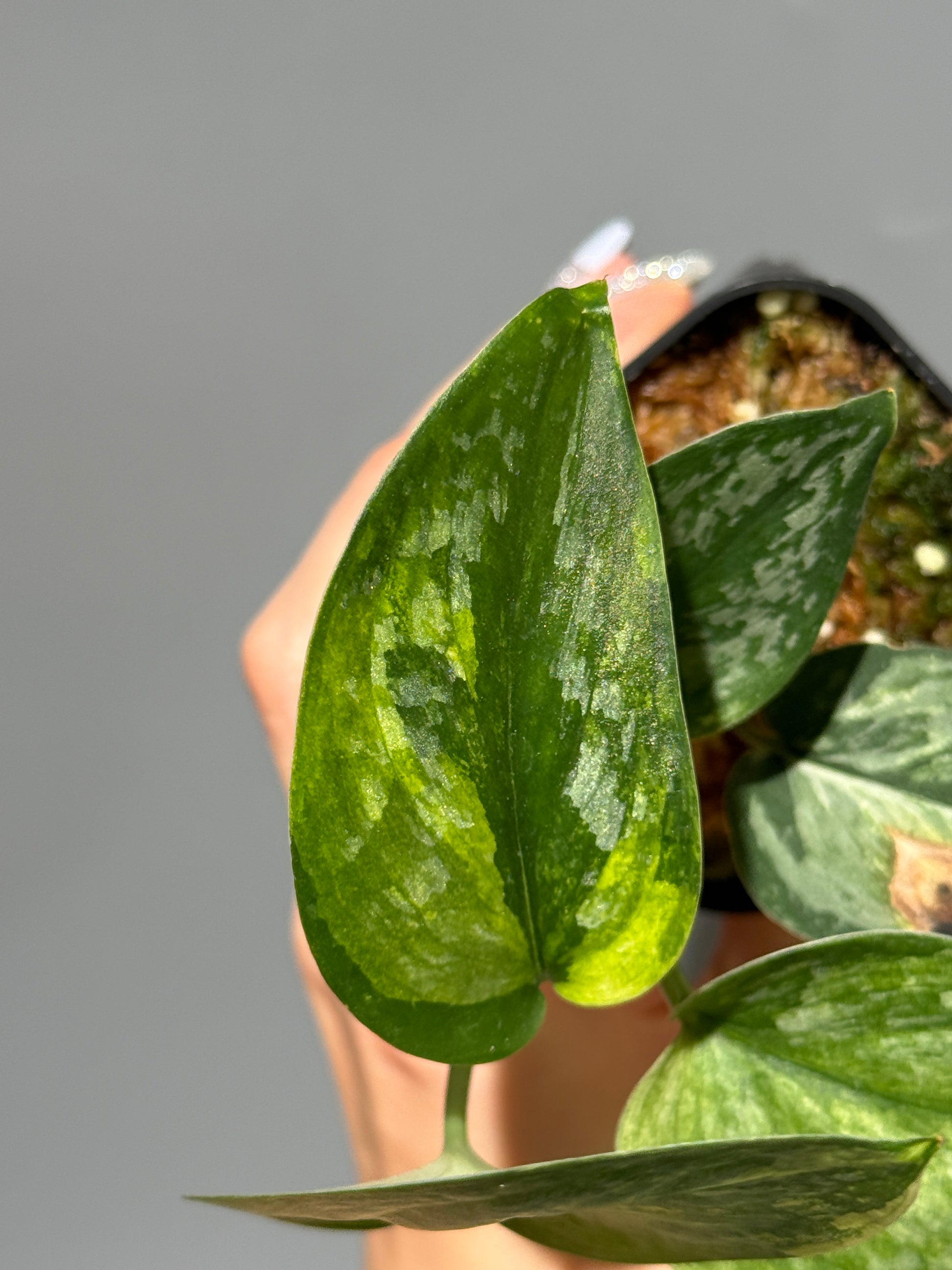 スキンダプサス エキゾチカ サラカ トリカラー  / Scindapsus Exotica salaka toricolor (2)