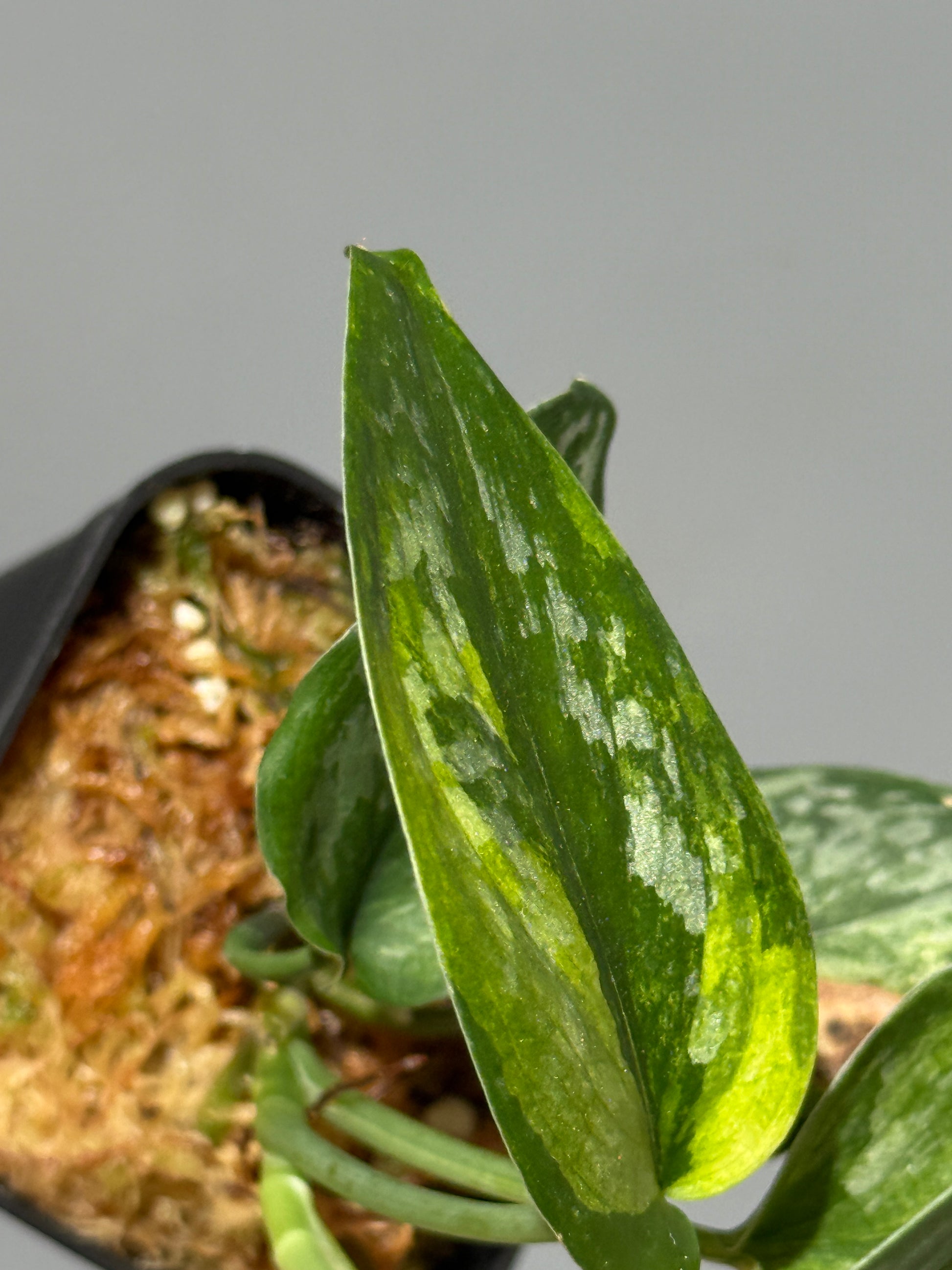 スキンダプサス エキゾチカ サラカ トリカラー  / Scindapsus Exotica salaka toricolor (2)