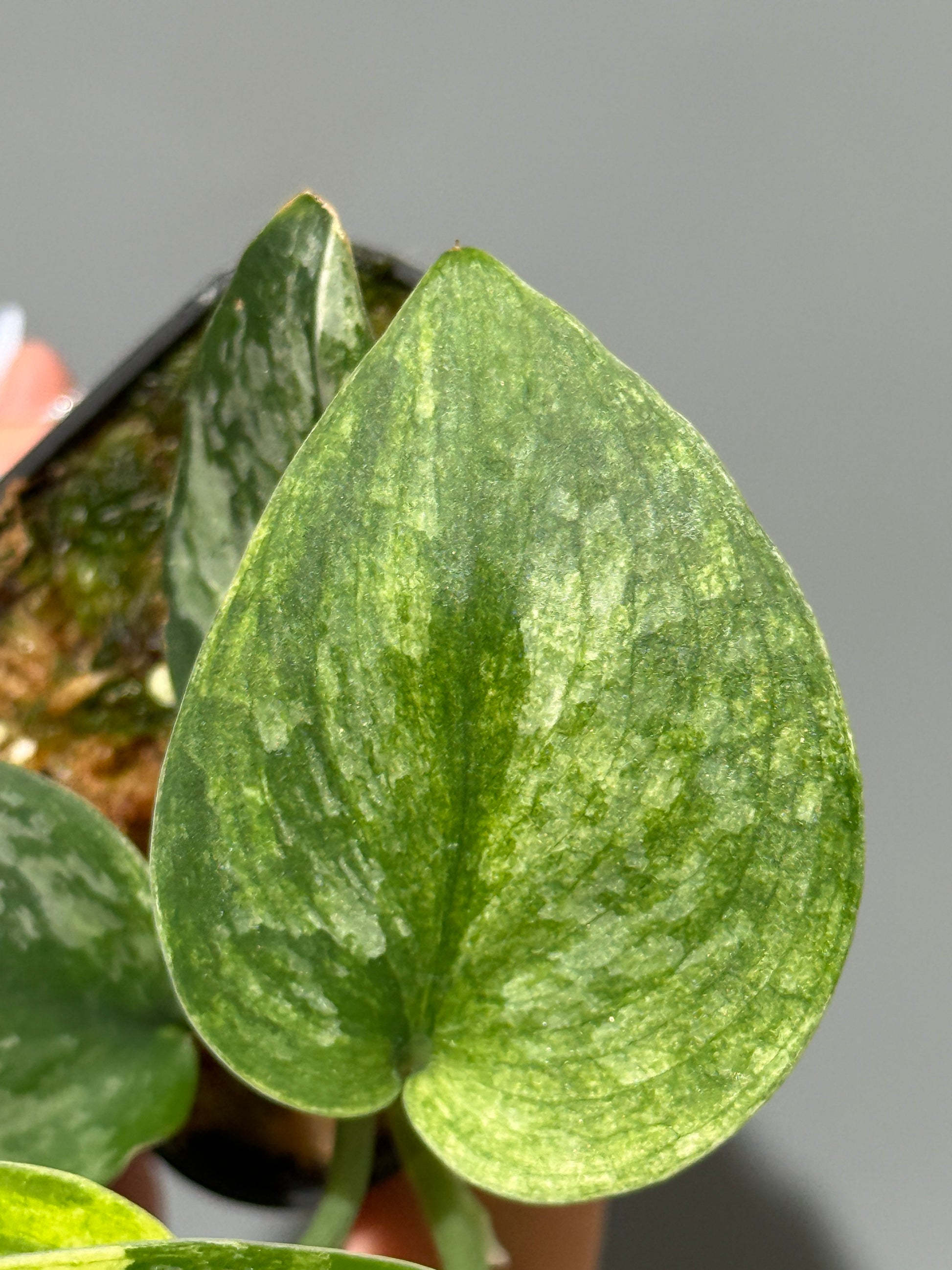スキンダプサス エキゾチカ サラカ トリカラー  / Scindapsus Exotica salaka toricolor (2)