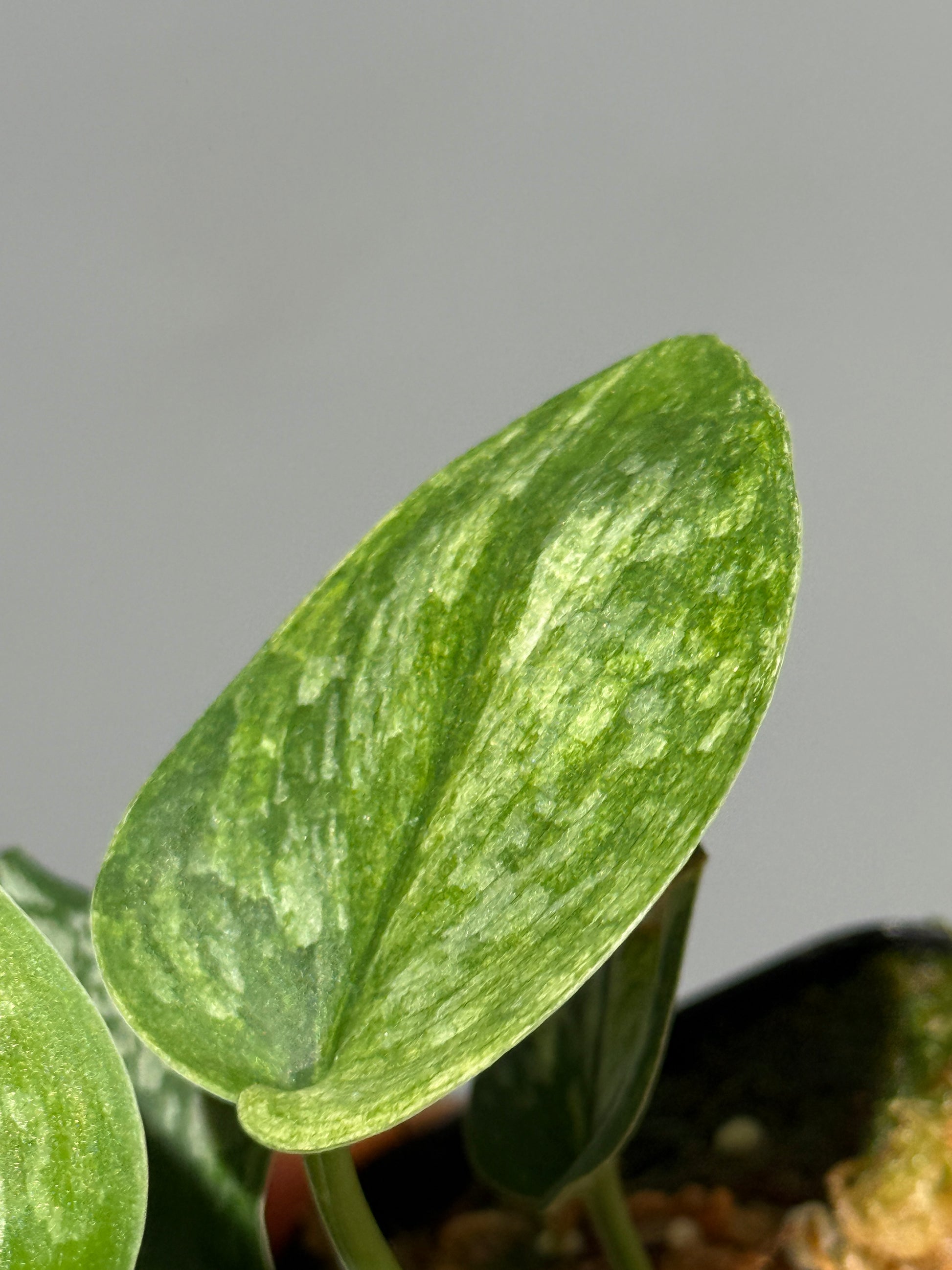 スキンダプサス エキゾチカ サラカ トリカラー  / Scindapsus Exotica salaka toricolor (2)