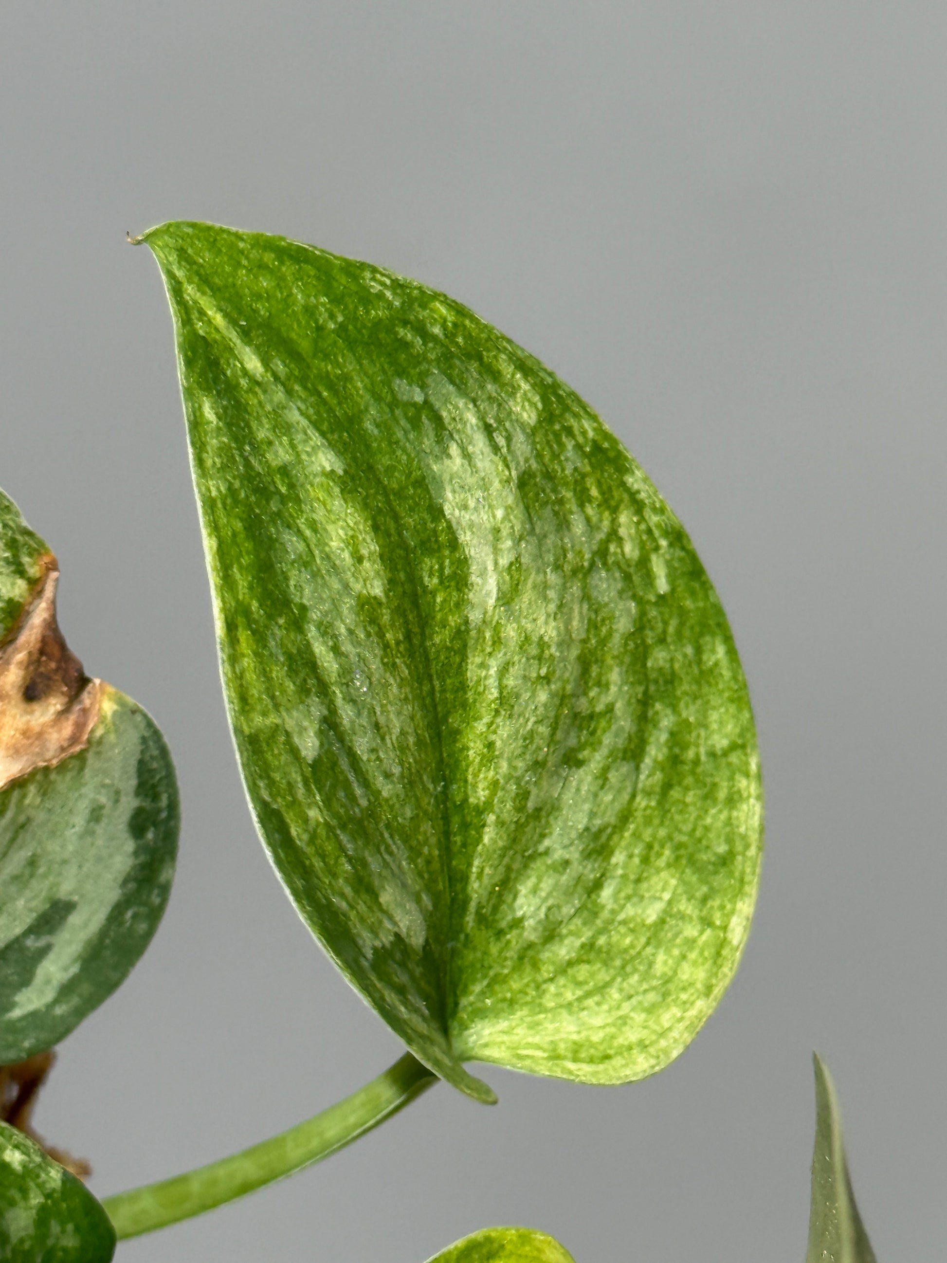 スキンダプサス エキゾチカ サラカ トリカラー  / Scindapsus Exotica salaka toricolor (2)