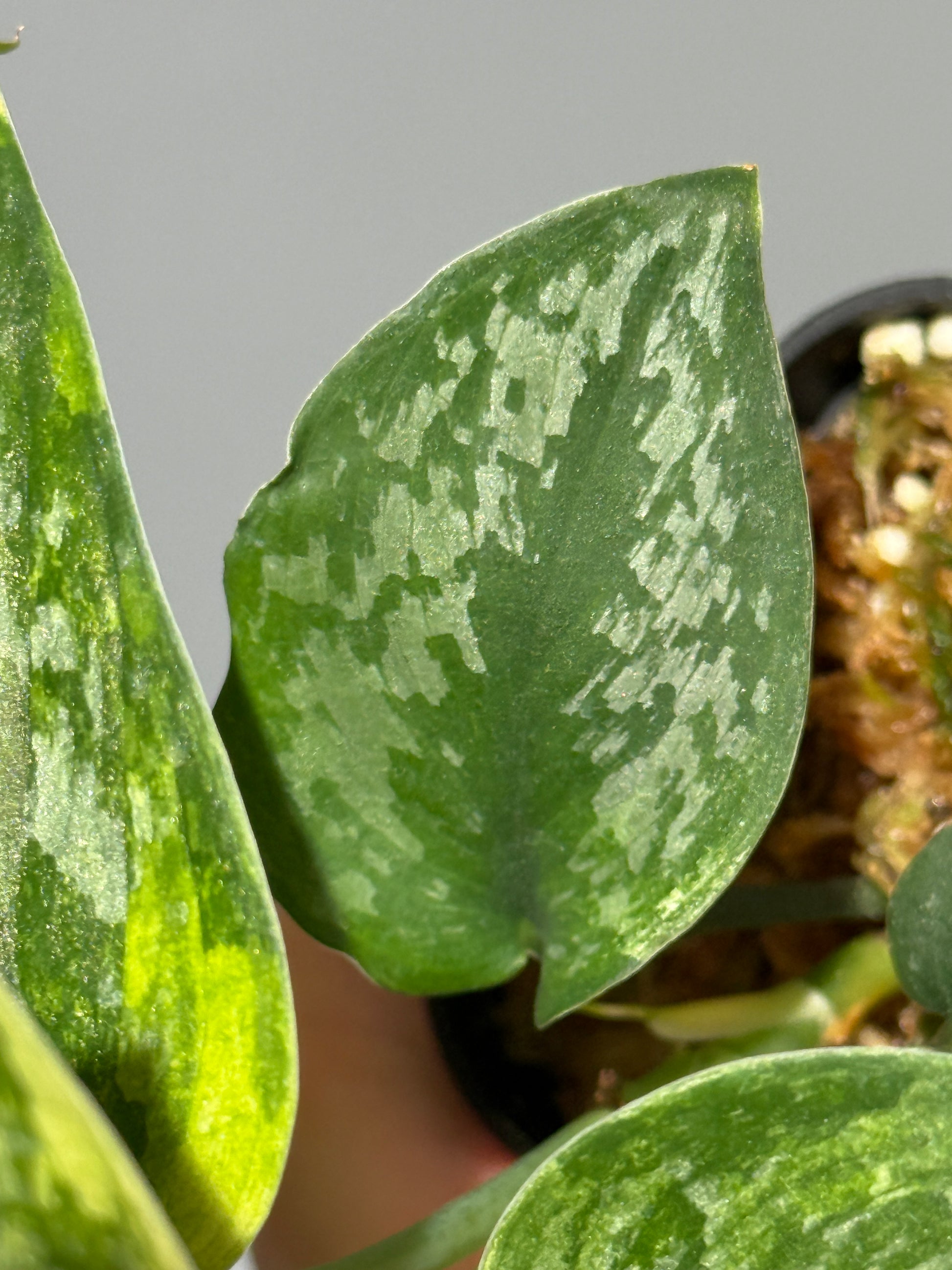 スキンダプサス エキゾチカ サラカ トリカラー  / Scindapsus Exotica salaka toricolor (2)