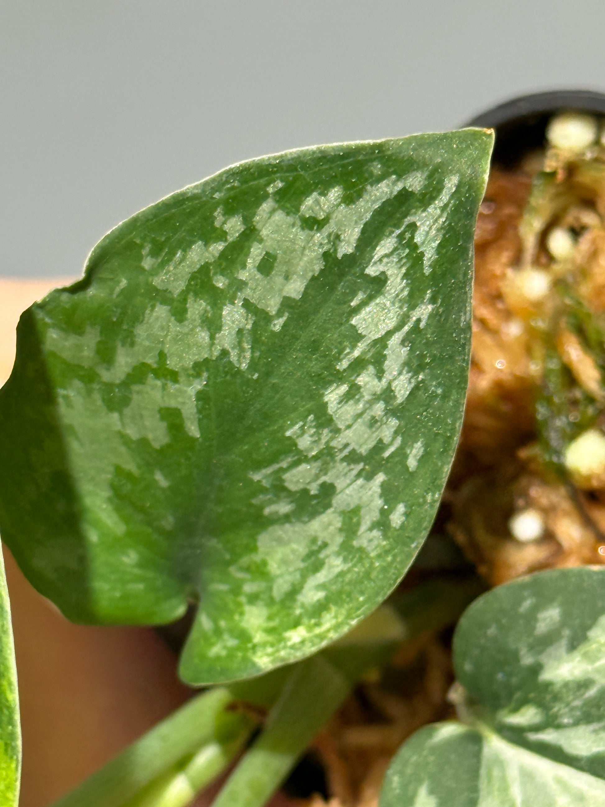 スキンダプサス エキゾチカ サラカ トリカラー  / Scindapsus Exotica salaka toricolor (2)