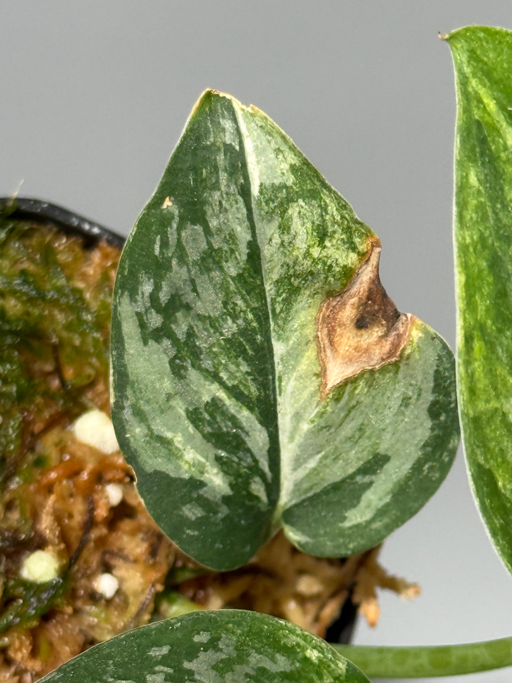 スキンダプサス エキゾチカ サラカ トリカラー  / Scindapsus Exotica salaka toricolor (2)