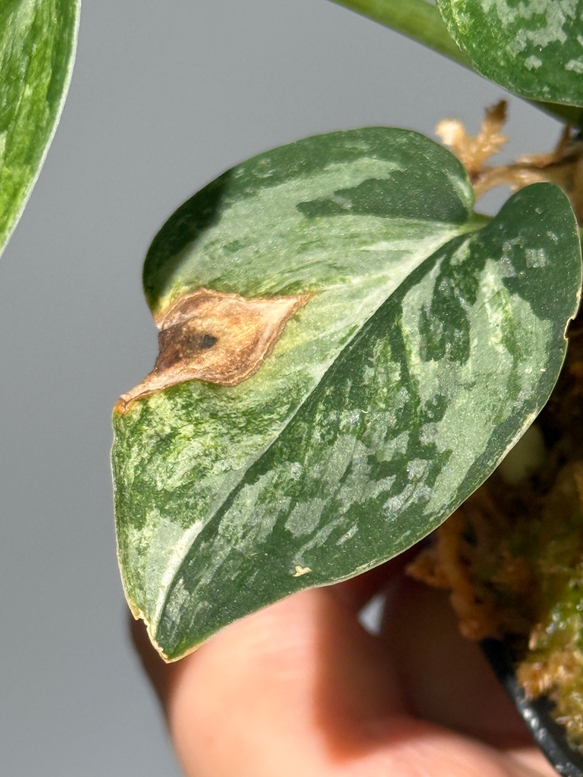 スキンダプサス エキゾチカ サラカ トリカラー  / Scindapsus Exotica salaka toricolor (2)