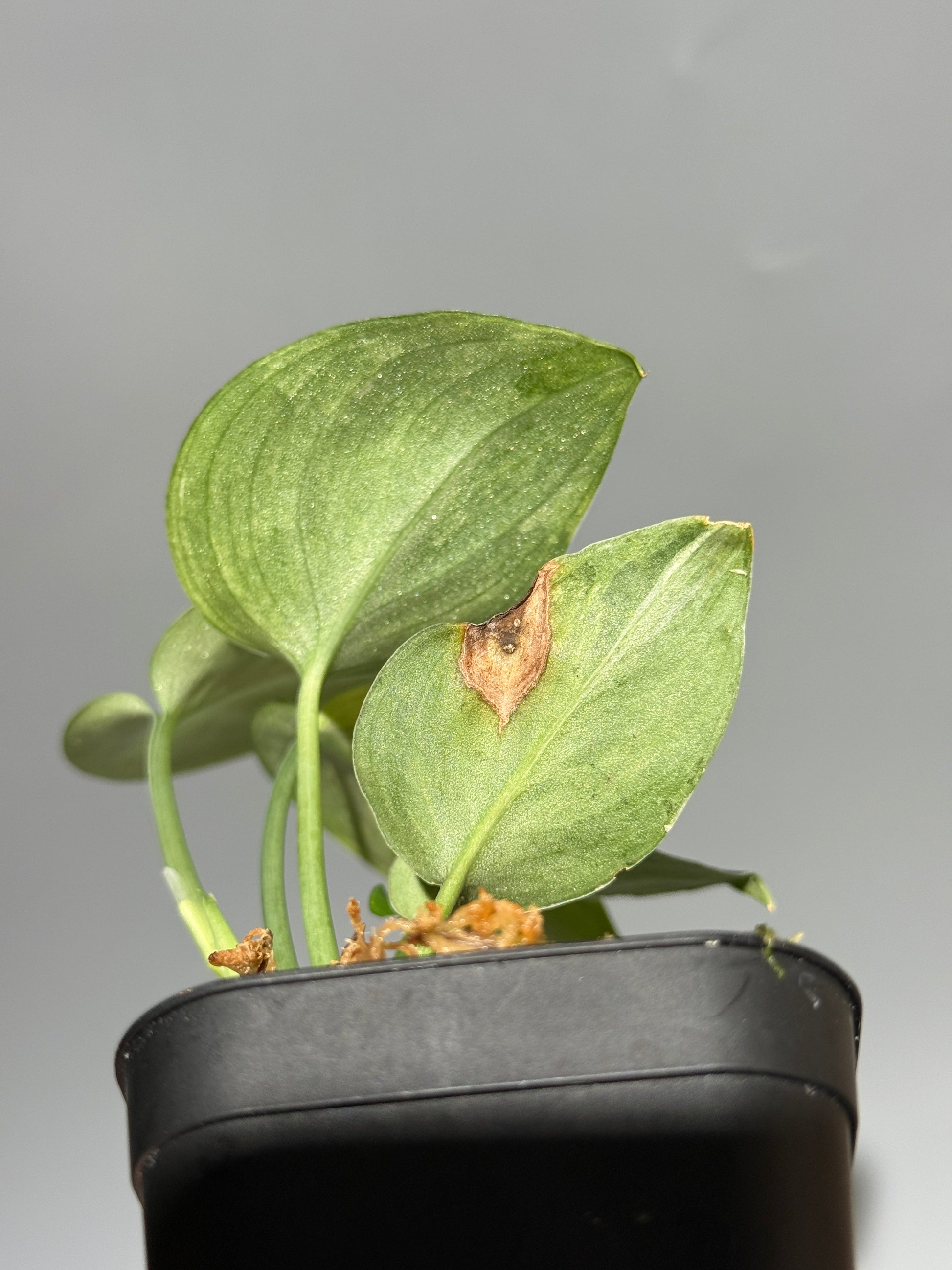 スキンダプサス エキゾチカ サラカ トリカラー  / Scindapsus Exotica salaka toricolor (2)