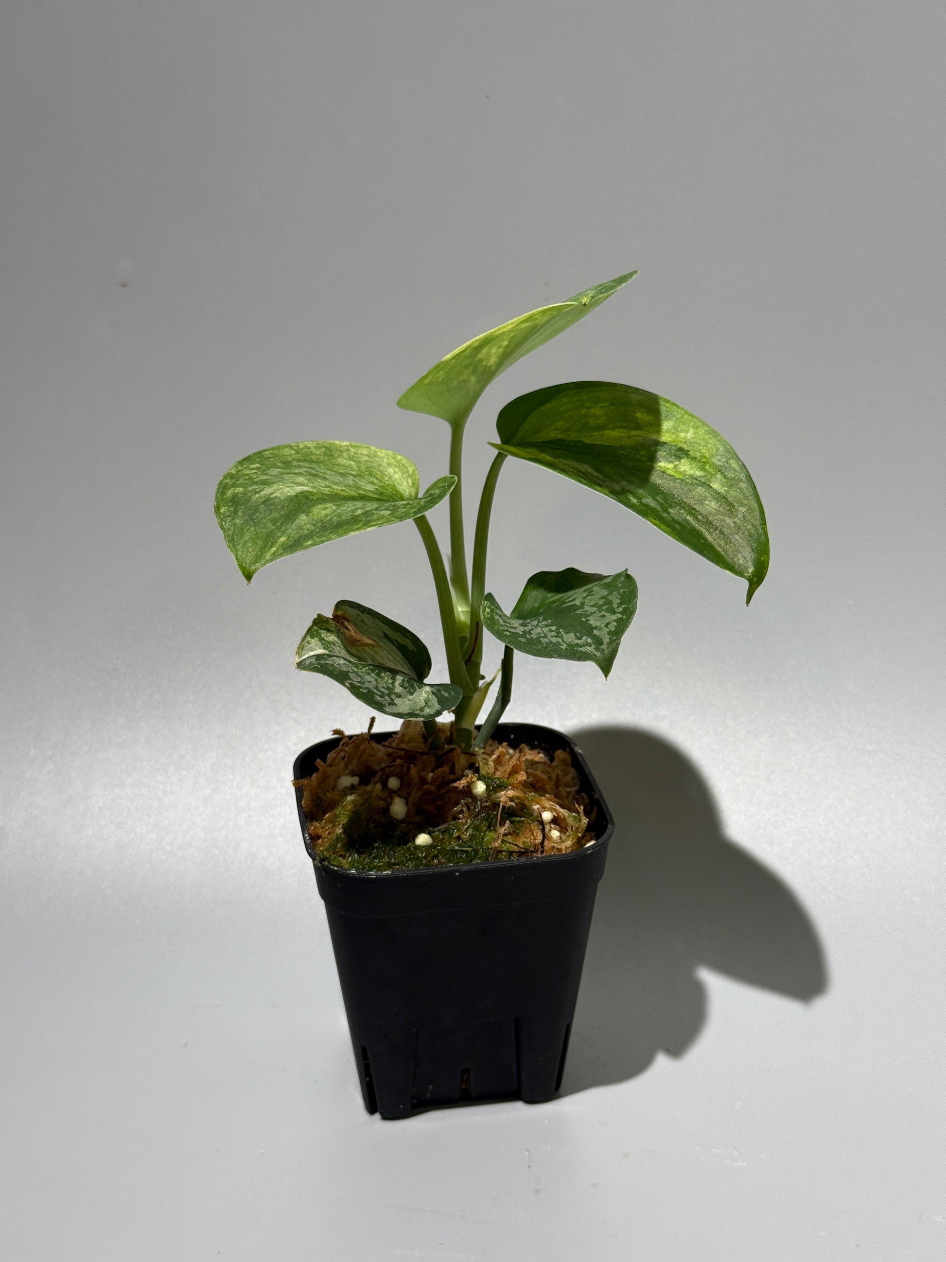 スキンダプサス エキゾチカ サラカ トリカラー  / Scindapsus Exotica salaka toricolor (2)