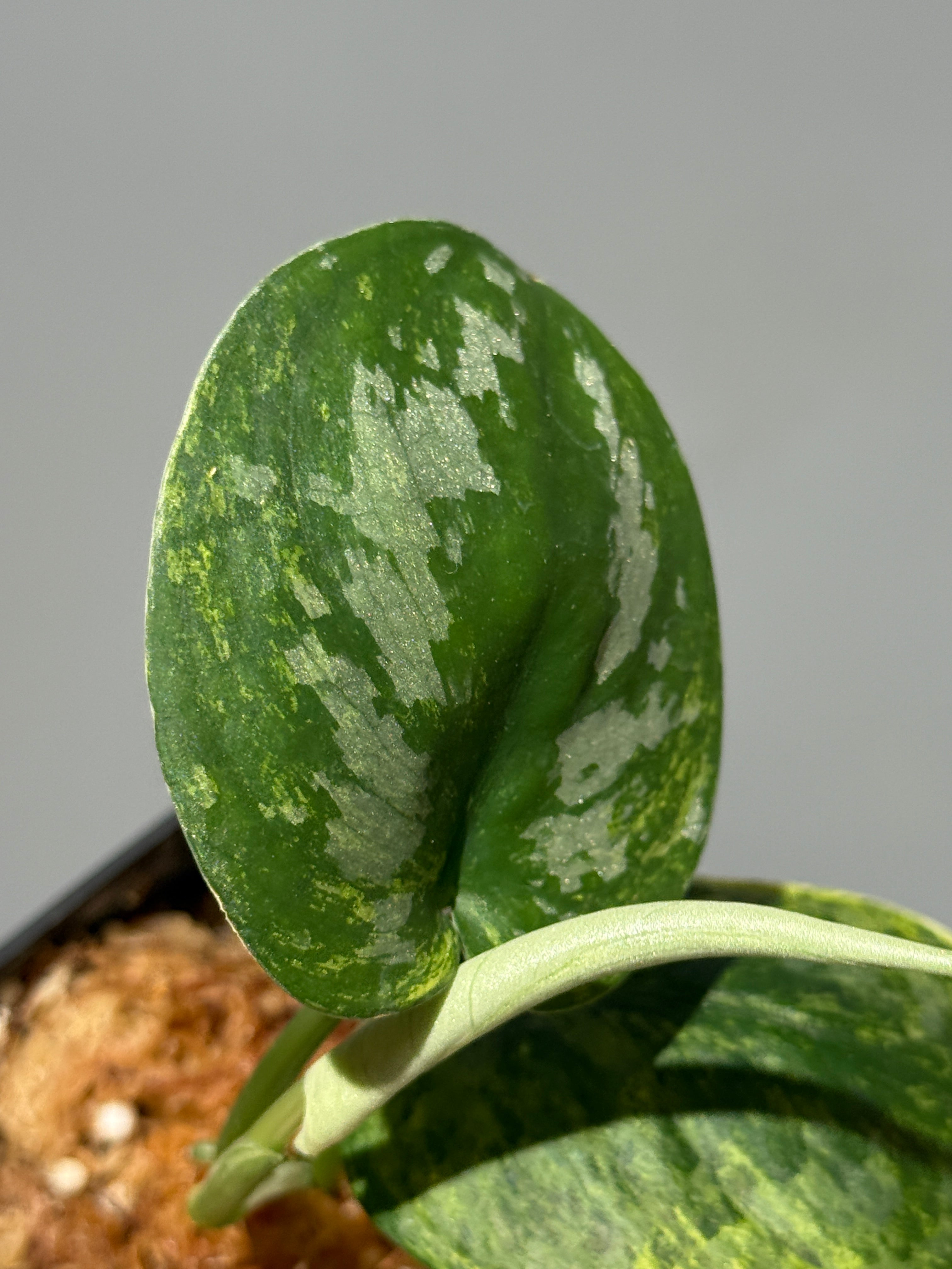 All Plants – Page 2 – Nakayama-Plants