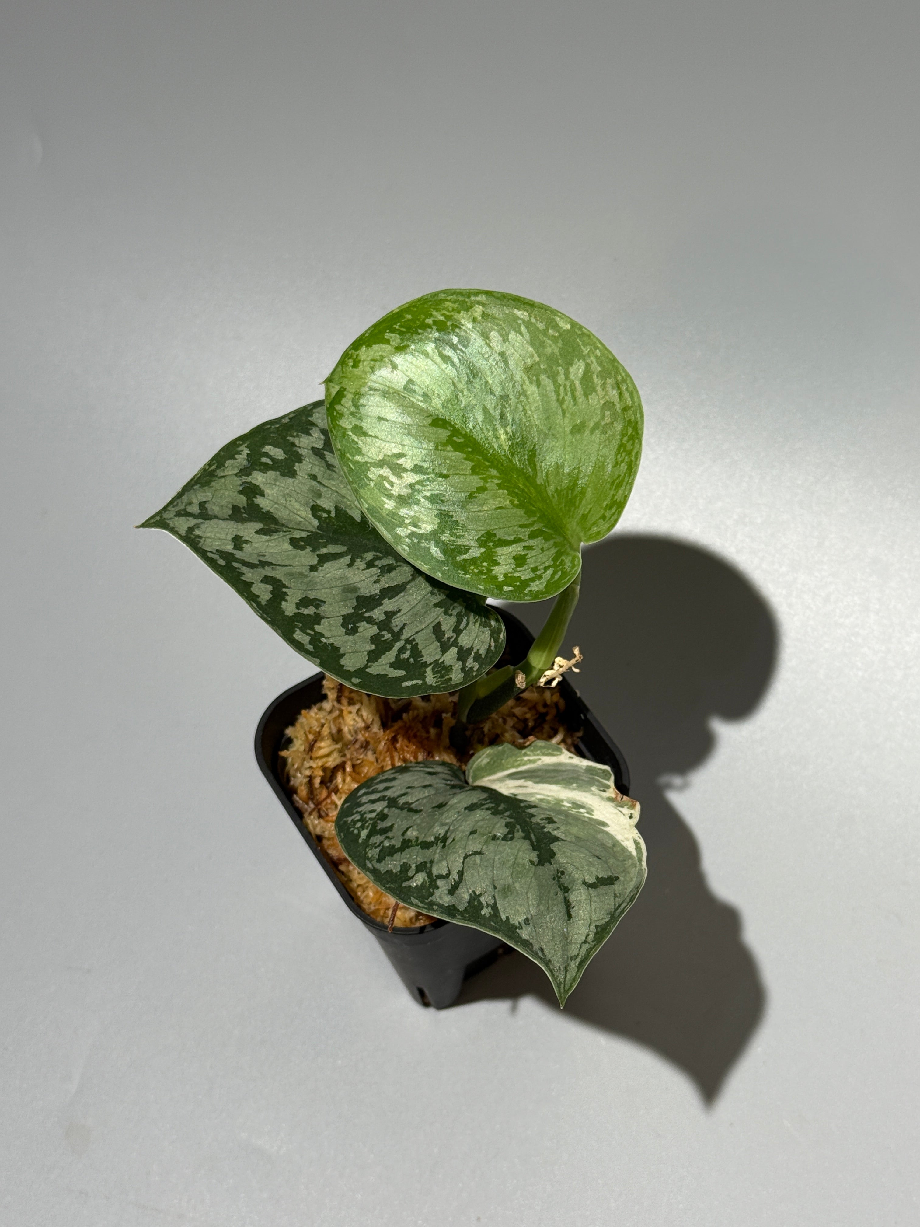 All Plants – Nakayama-Plants