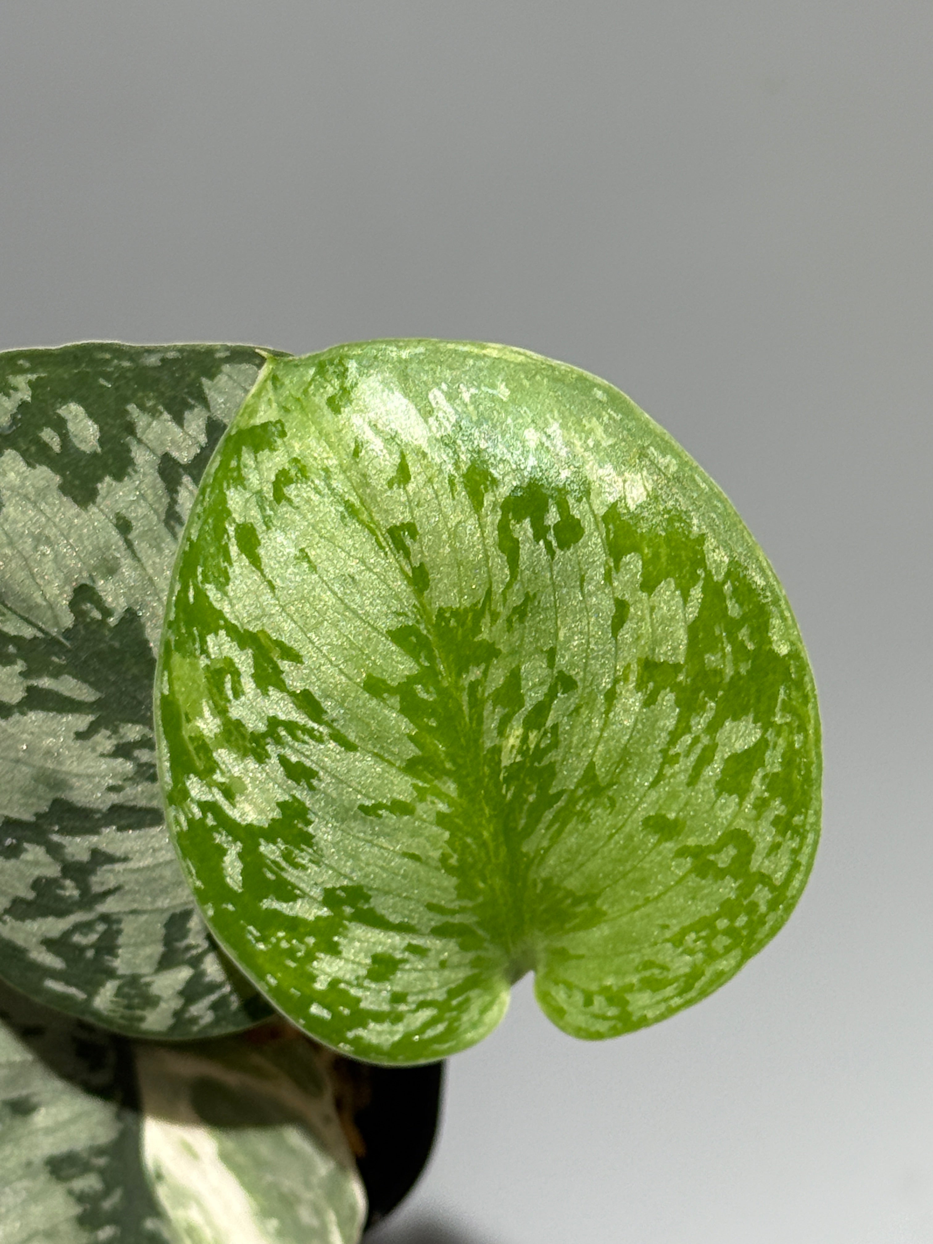 All Plants – Nakayama-Plants