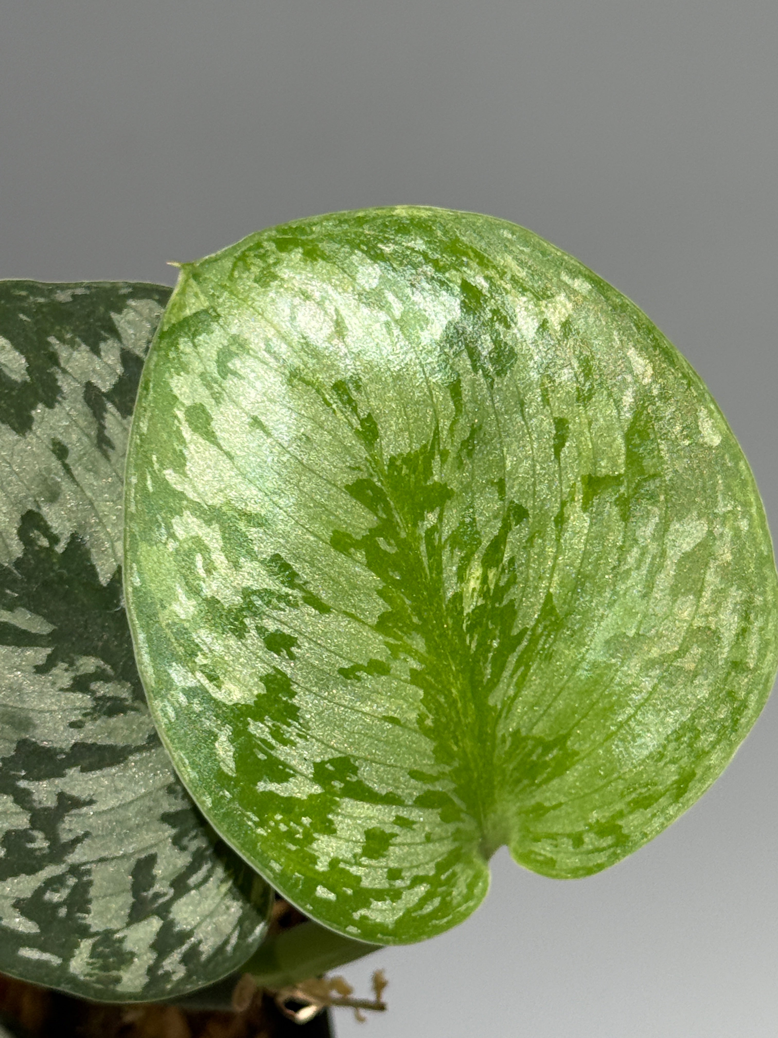 All Plants – Nakayama-Plants