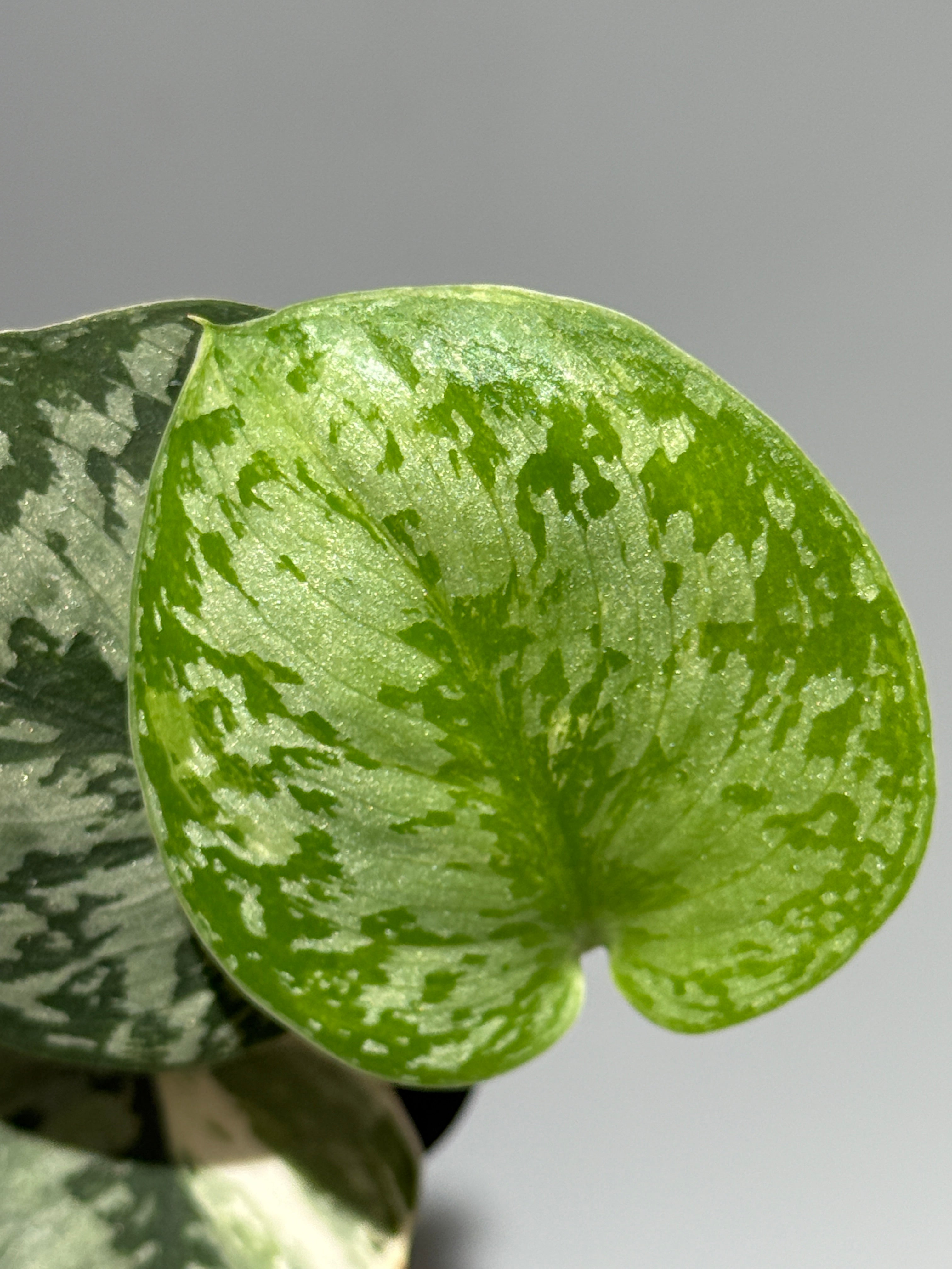 All Plants – Nakayama-Plants