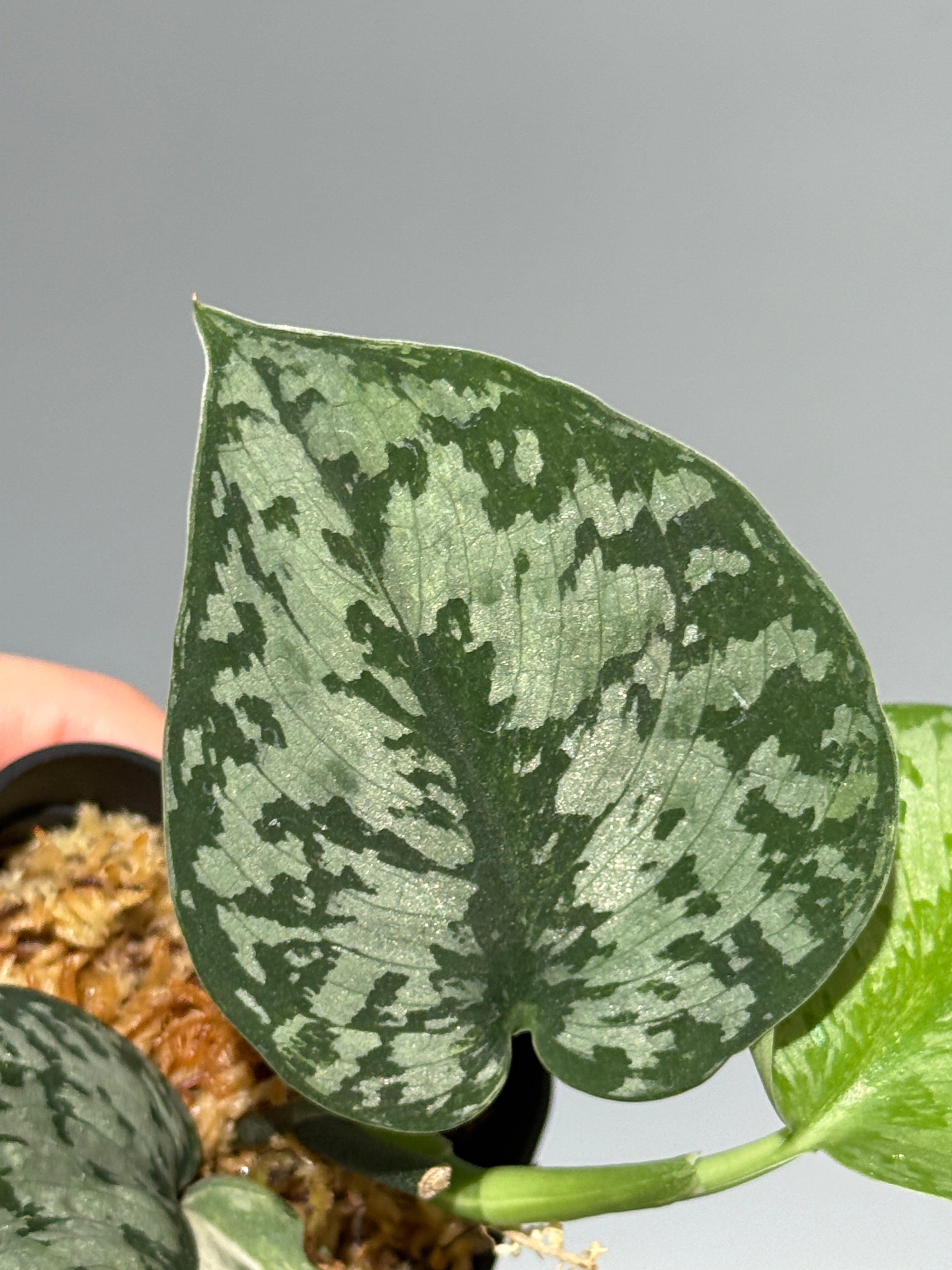 All Plants – Nakayama-Plants