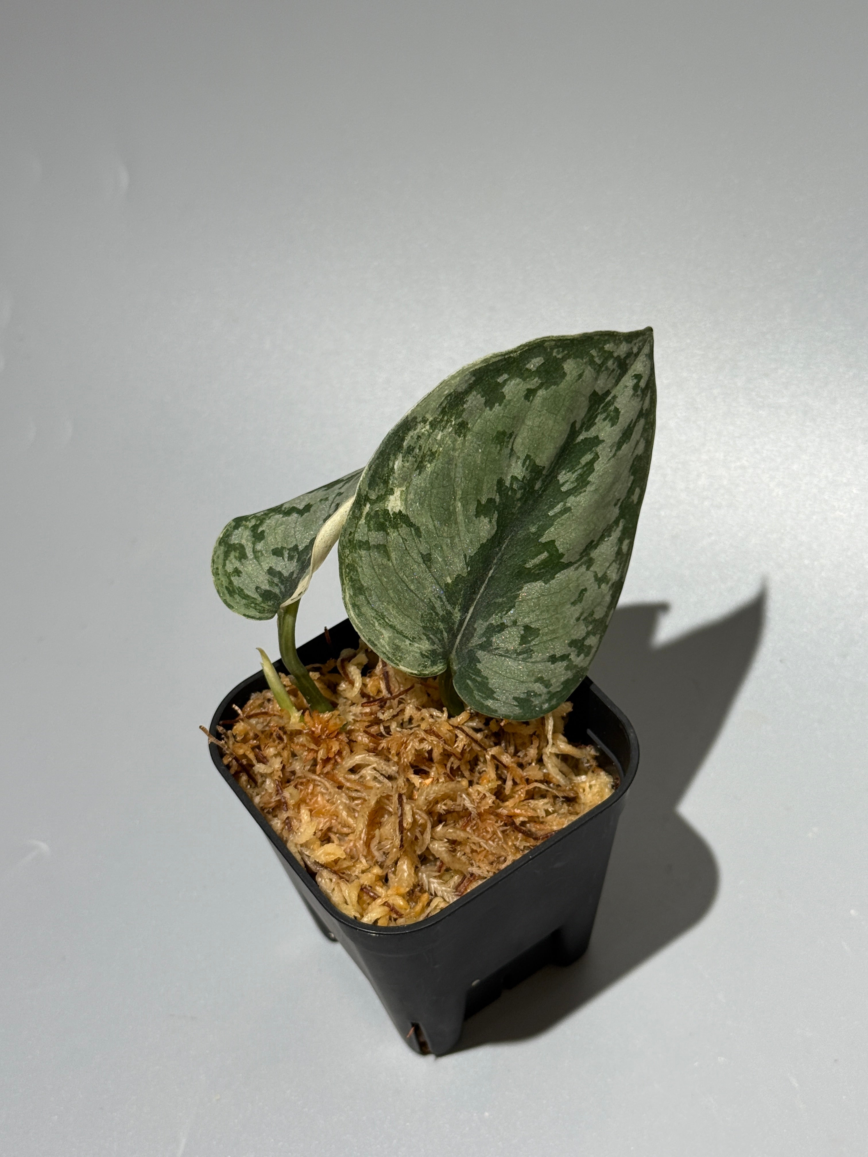 All Plants – Nakayama-Plants