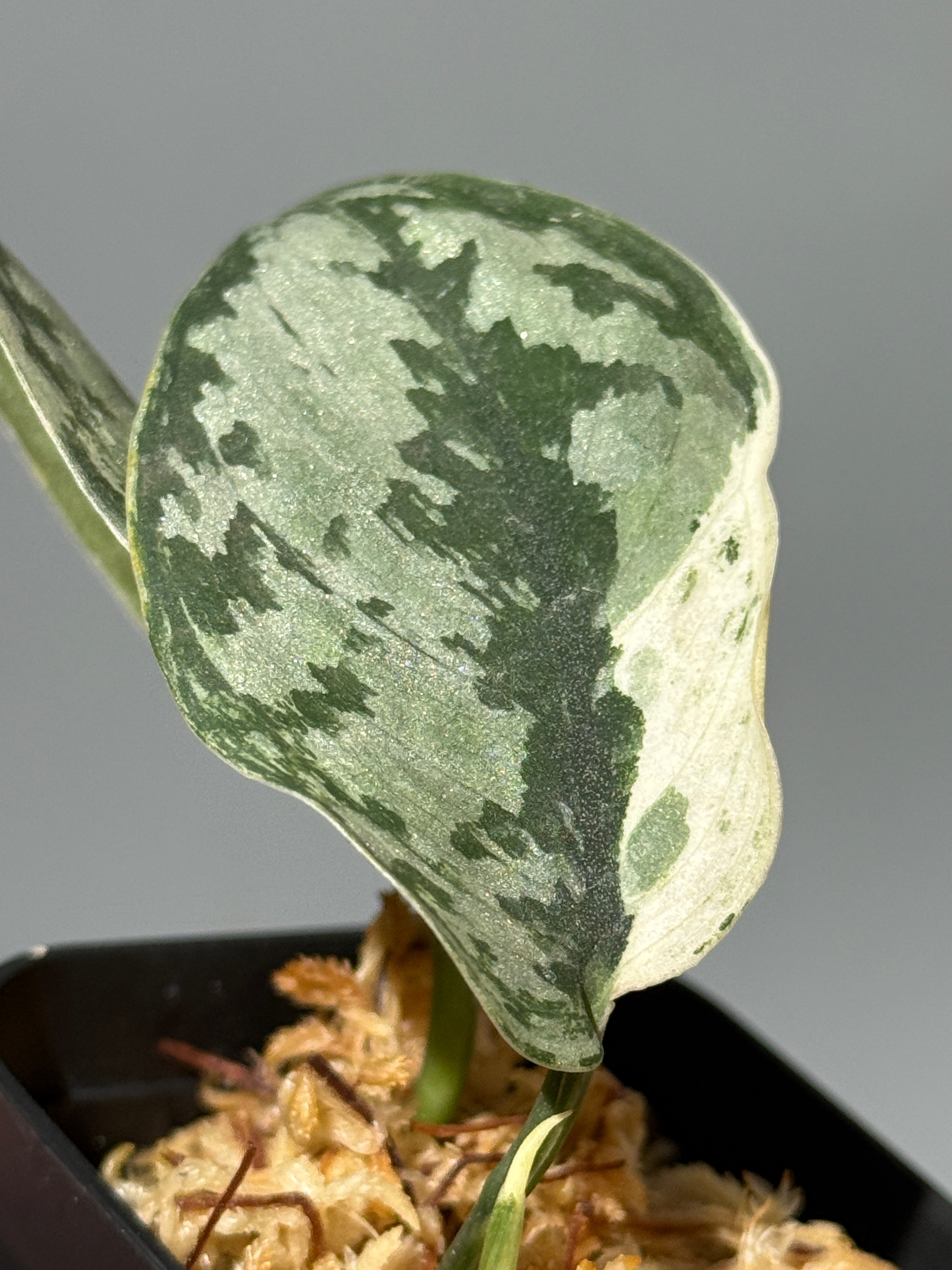 All Plants – Nakayama-Plants