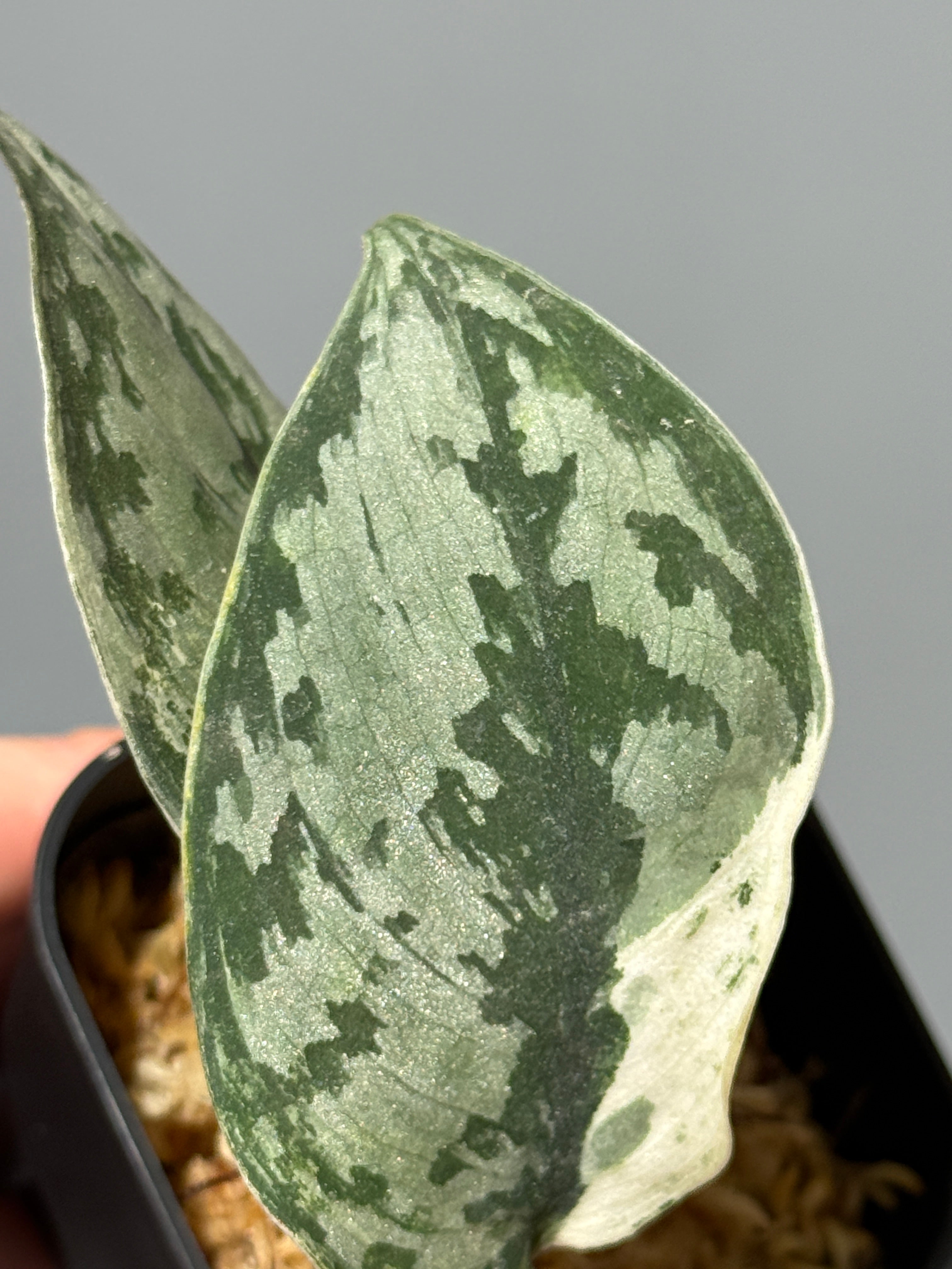 All Plants – Nakayama-Plants