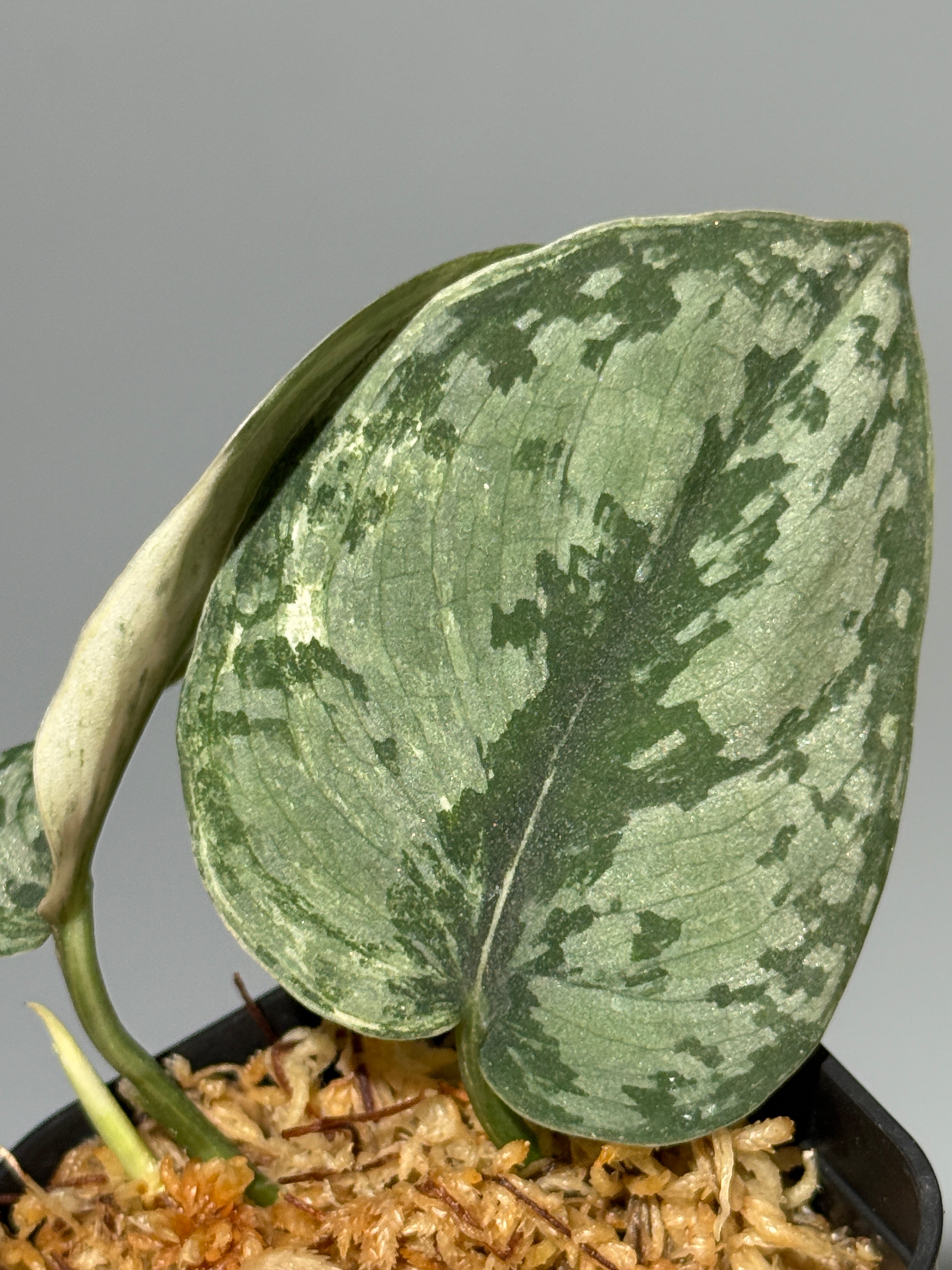 All Plants – Nakayama-Plants