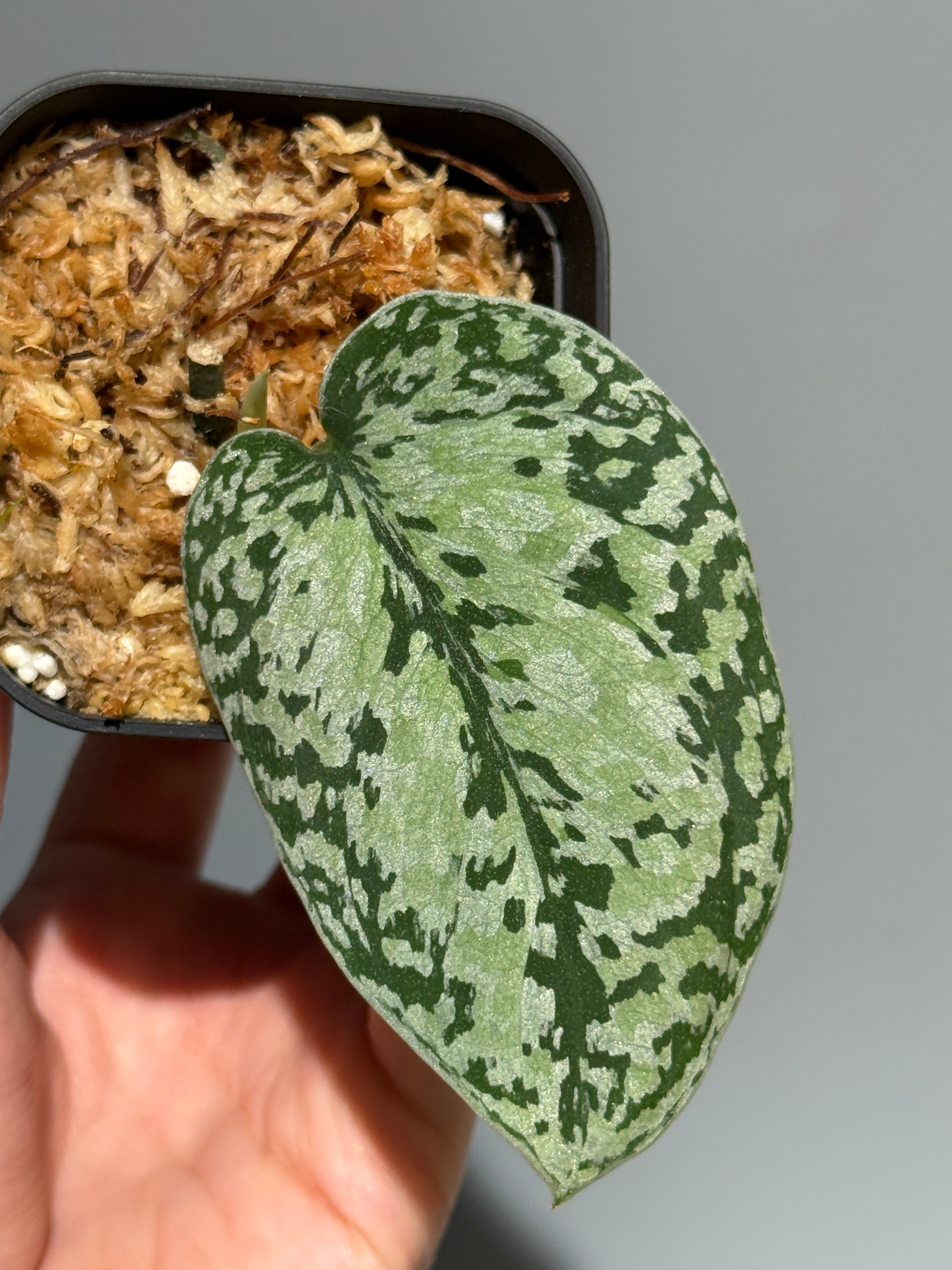 All Plants – Nakayama-Plants