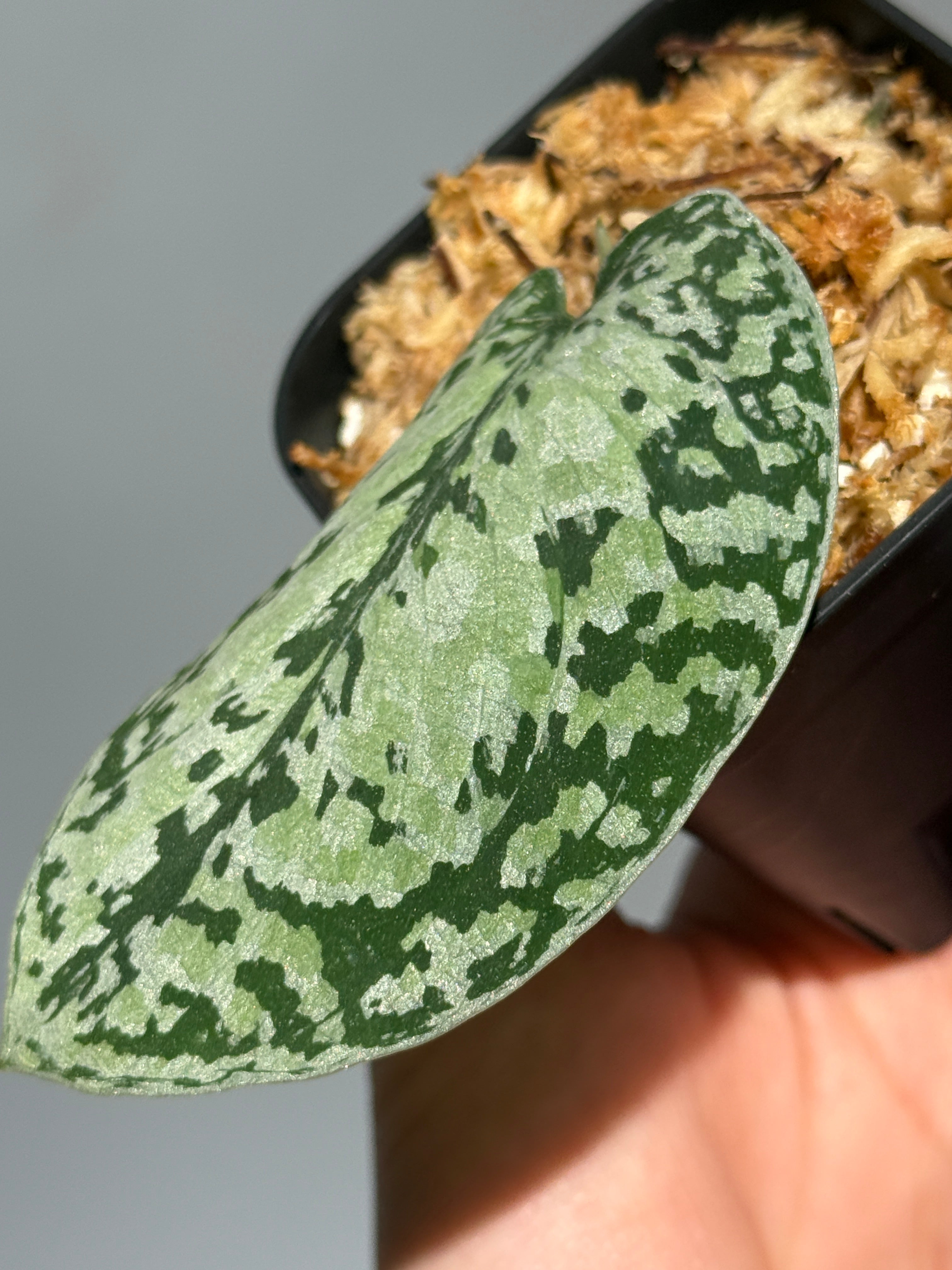 All Plants – Nakayama-Plants