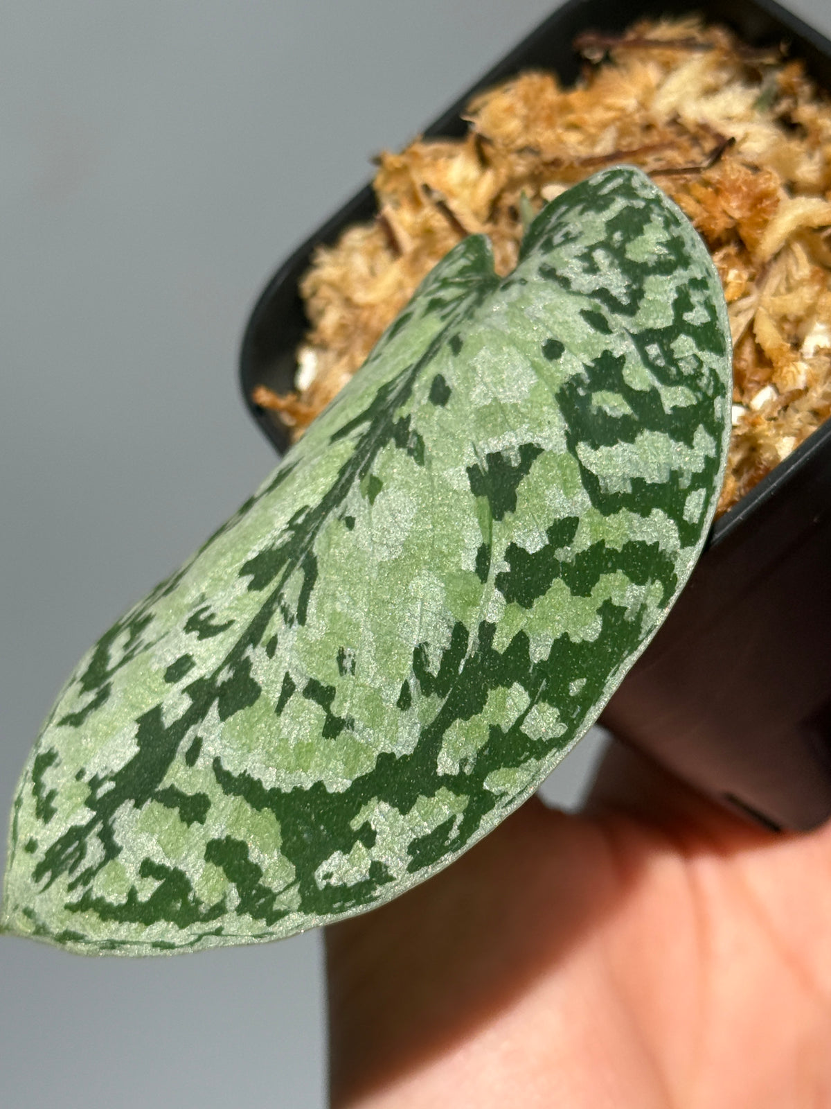 スキンダプサス トリカラーシルバー プラチナム  / Scindapsus Tricolor silver platinum (1)