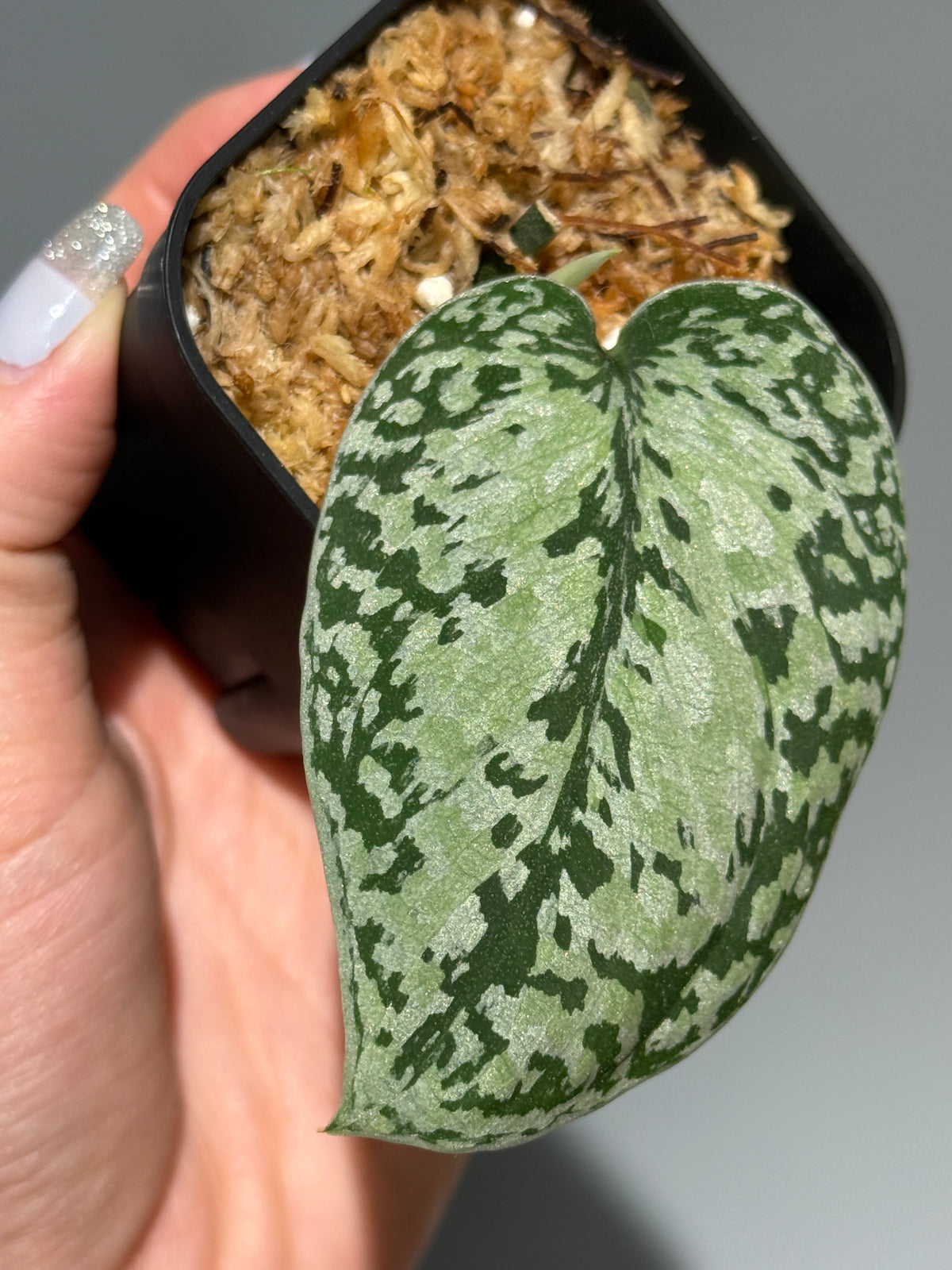 スキンダプサス トリカラーシルバー プラチナム  / Scindapsus Tricolor silver platinum (1)