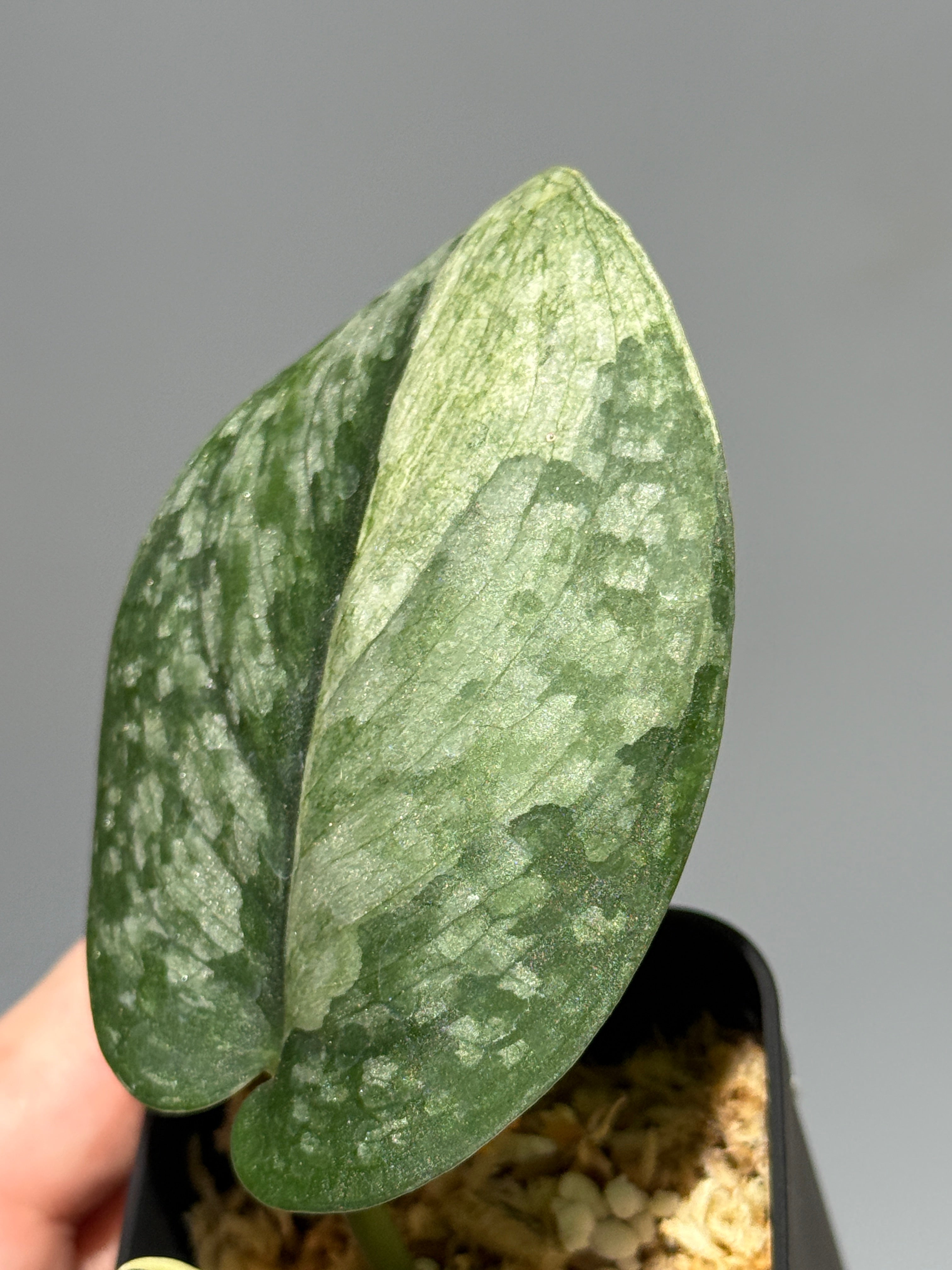 All Plants – Nakayama-Plants