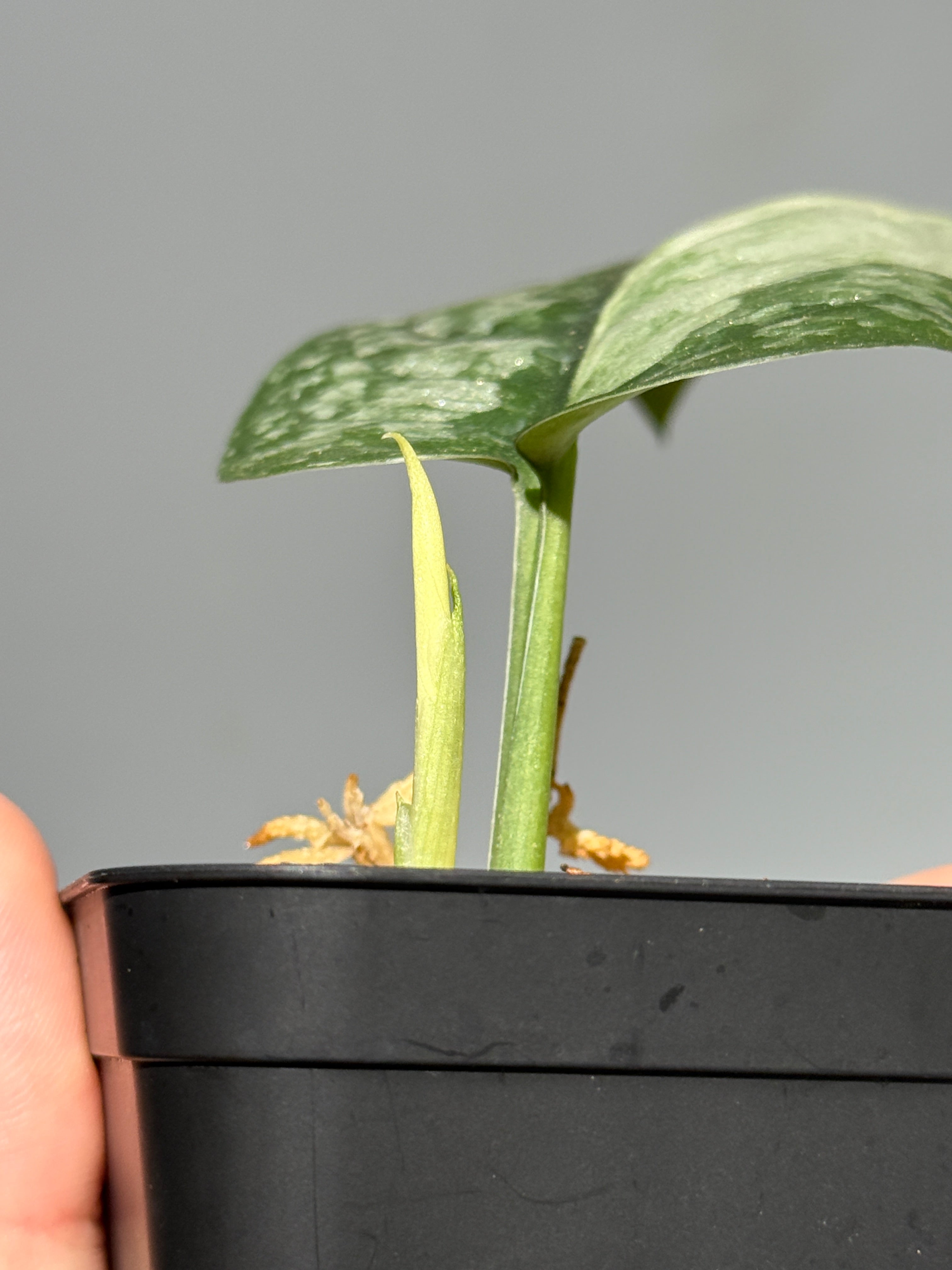 All Plants – Nakayama-Plants