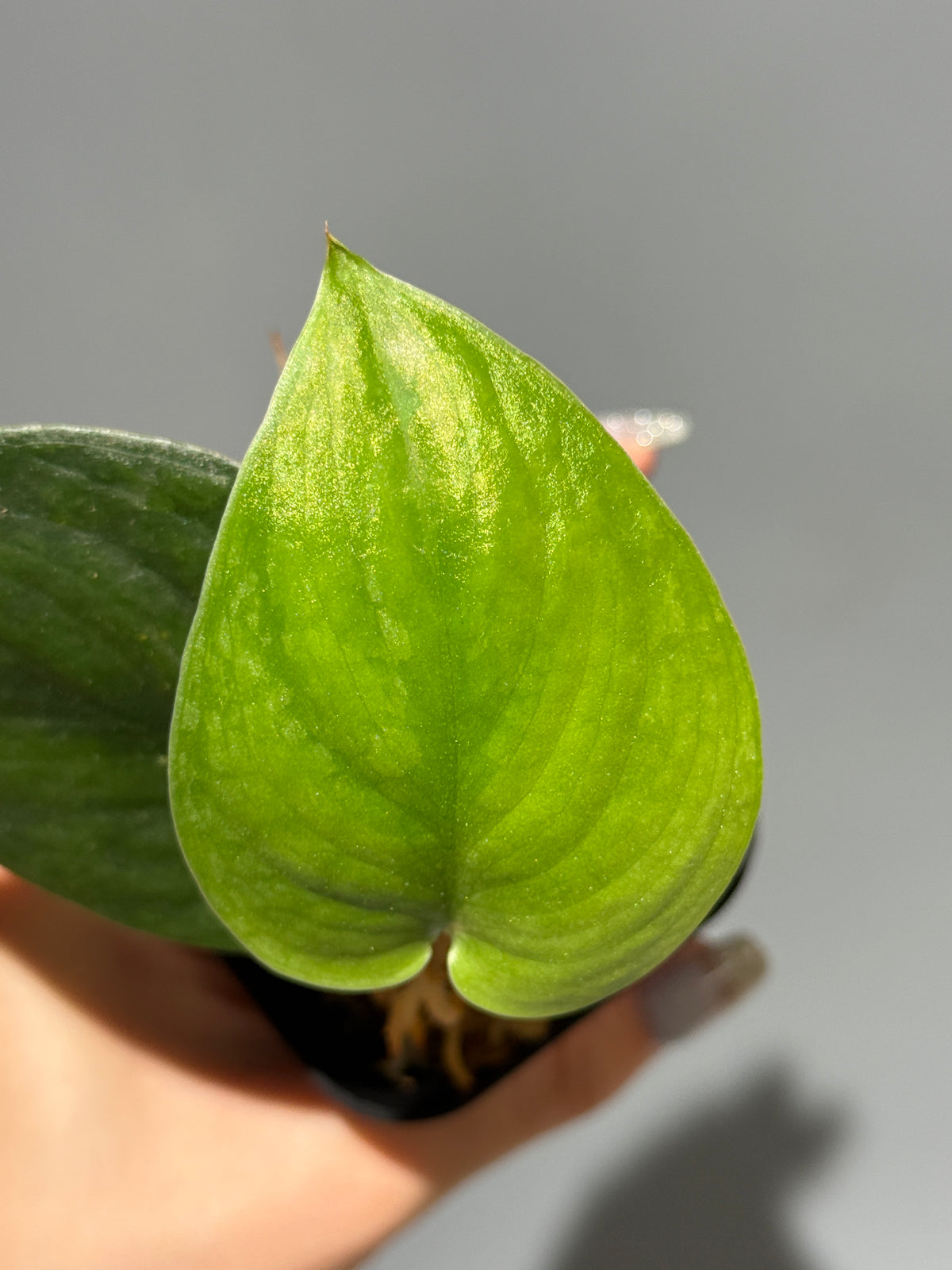 スキンダプサス ダーククラウド Sp. サラク / Scindapsus Dark cloud Sp.Salak (1)