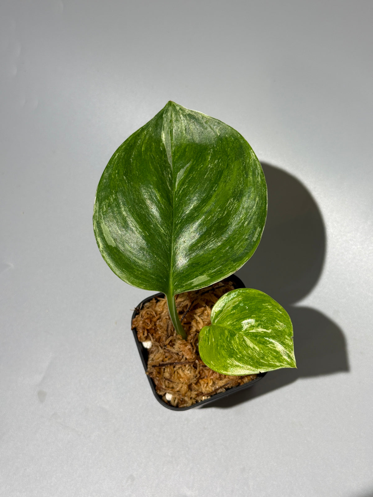 スキンダプサス ルビコン トリカラー  / Scindapsus Rubicon tricolor  (1)