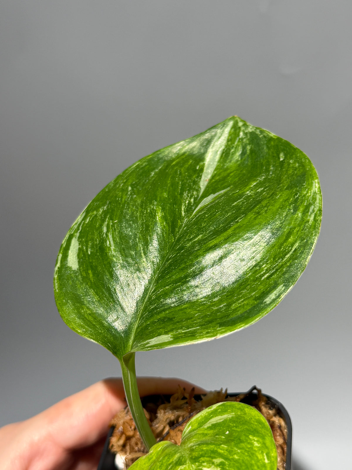 スキンダプサス ルビコン トリカラー  / Scindapsus Rubicon tricolor  (1)