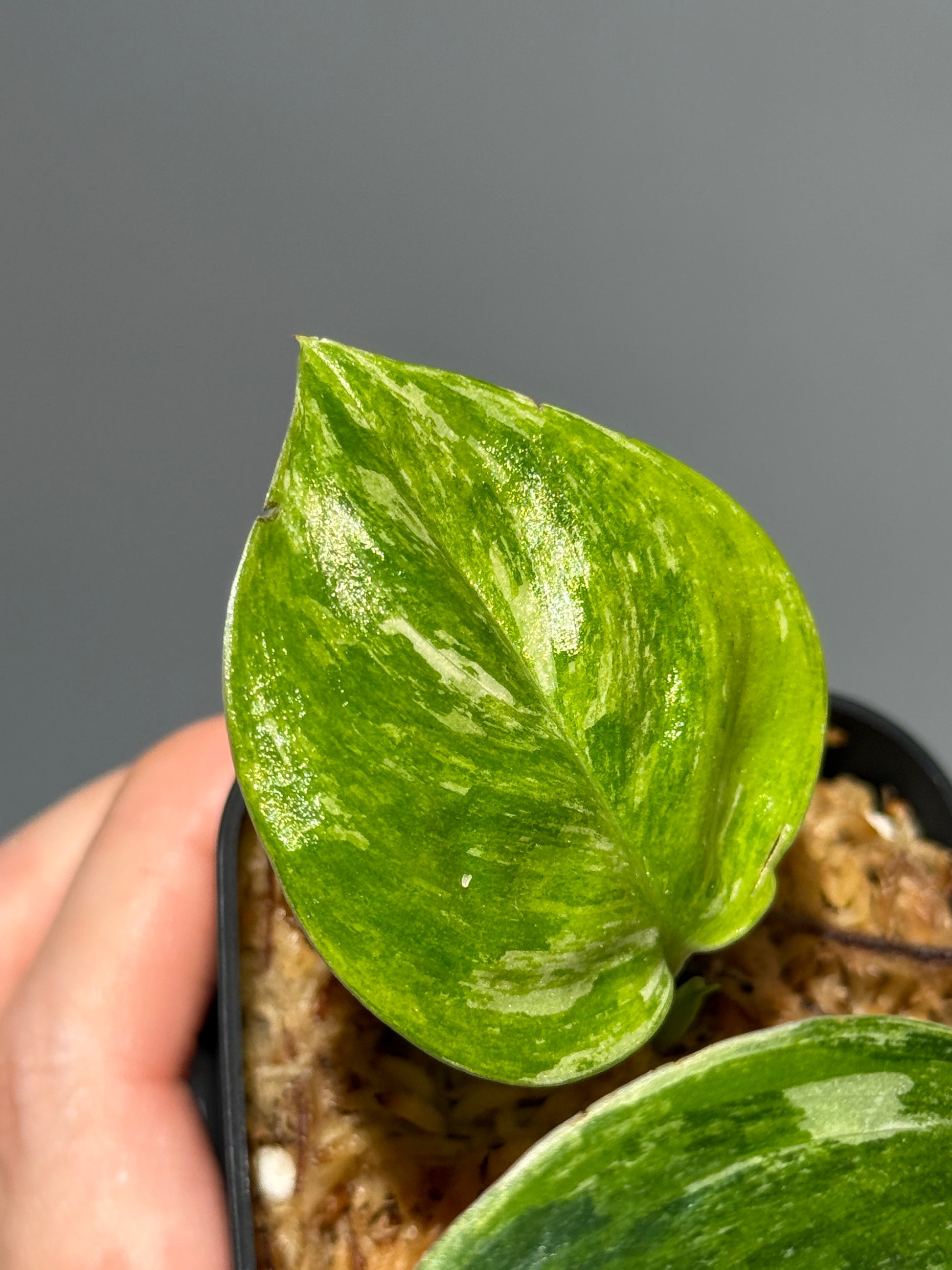 スキンダプサス ルビコン トリカラー  / Scindapsus Rubicon tricolor  (1)