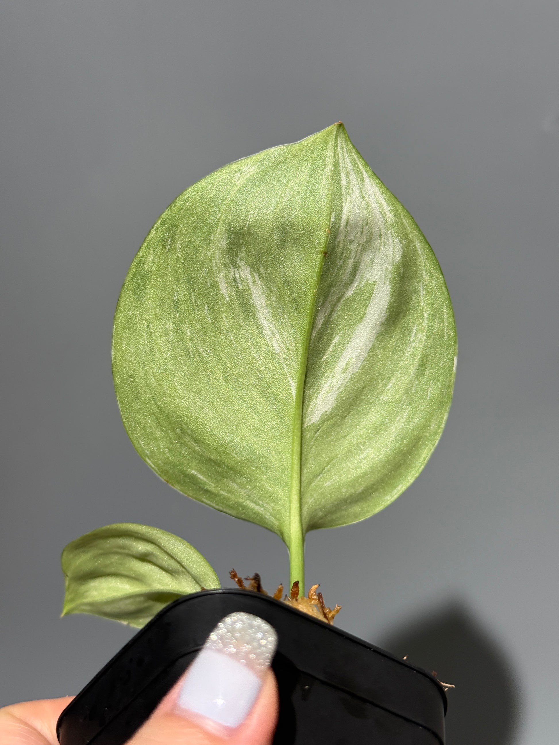 スキンダプサス ルビコン トリカラー  / Scindapsus Rubicon tricolor  (1)