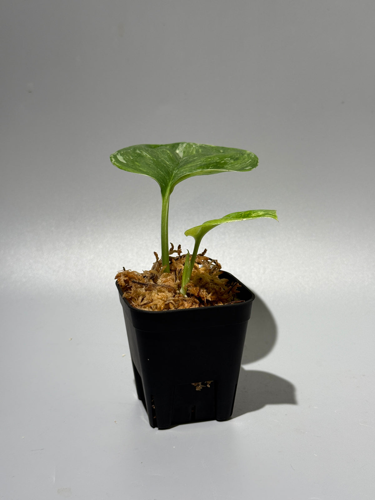 スキンダプサス ルビコン トリカラー  / Scindapsus Rubicon tricolor  (1)