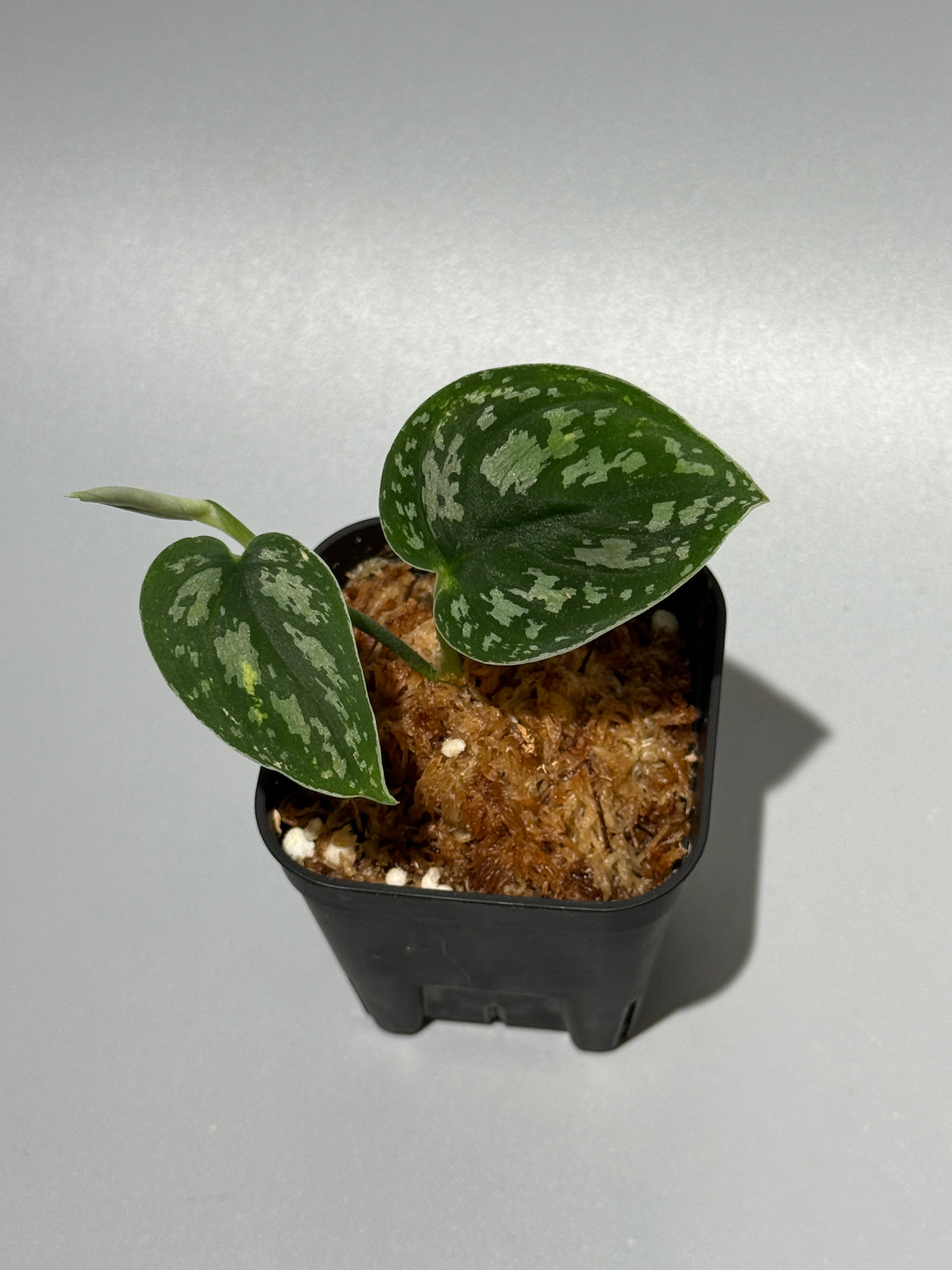 スキンダプサス トリカラー ダーク / Scindapsus Tricolor dark (2)