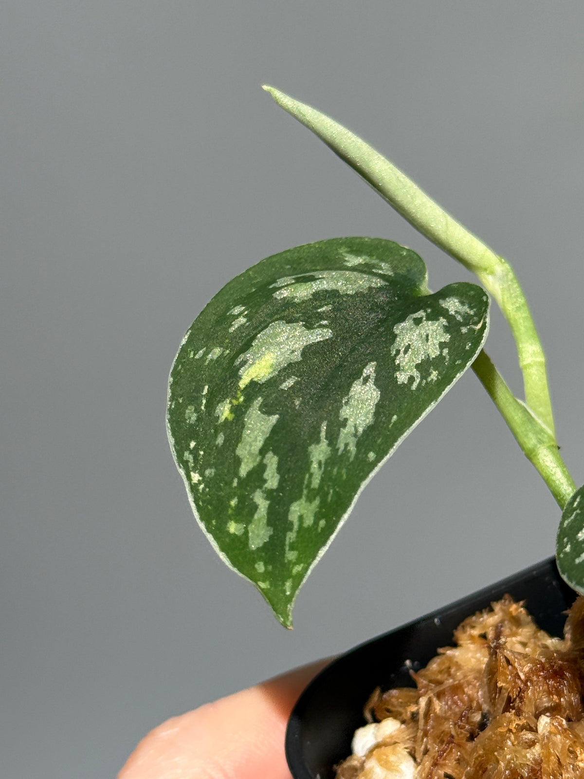 スキンダプサス トリカラー ダーク / Scindapsus Tricolor dark (2)