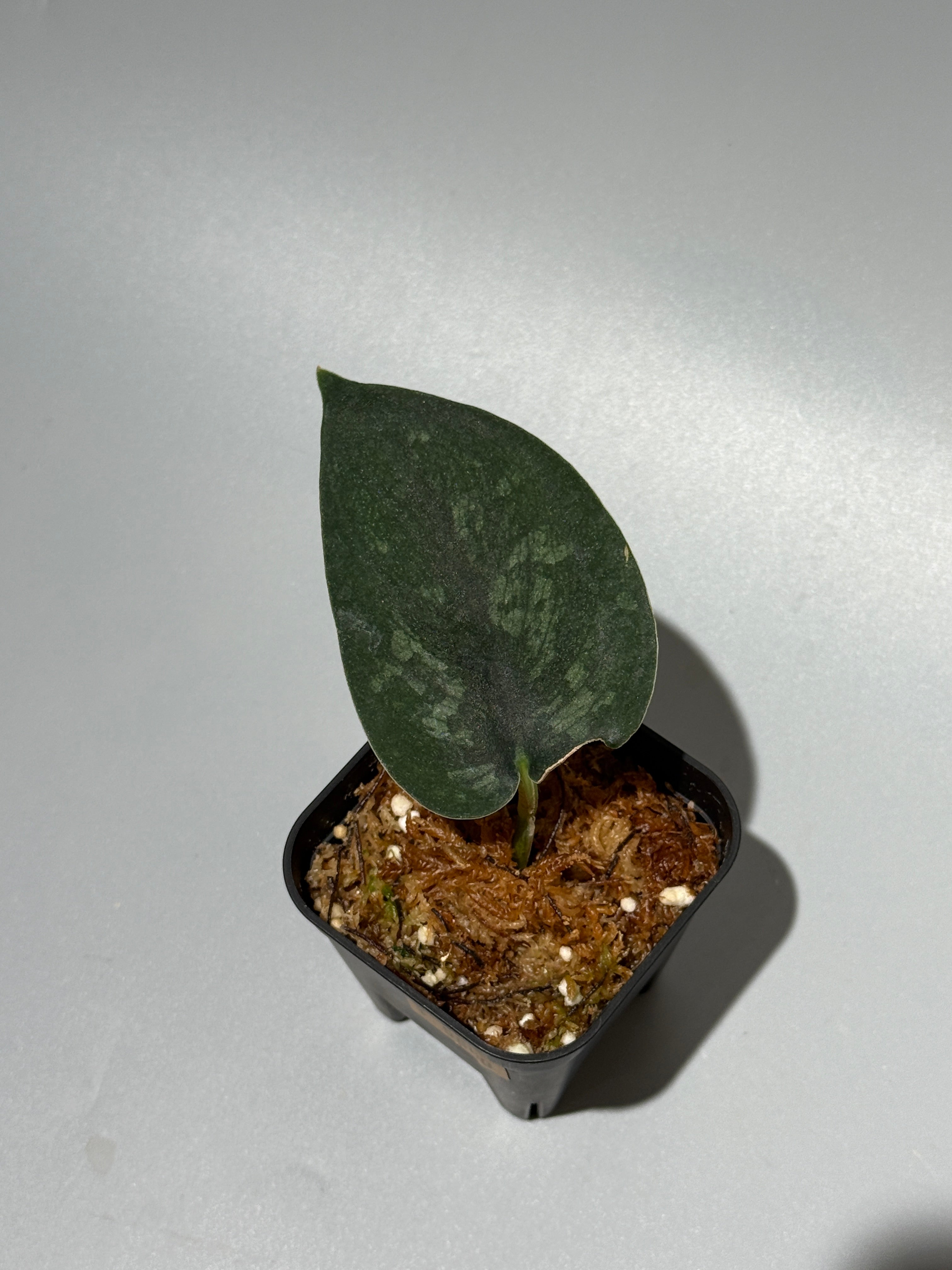 All Plants – Nakayama-Plants