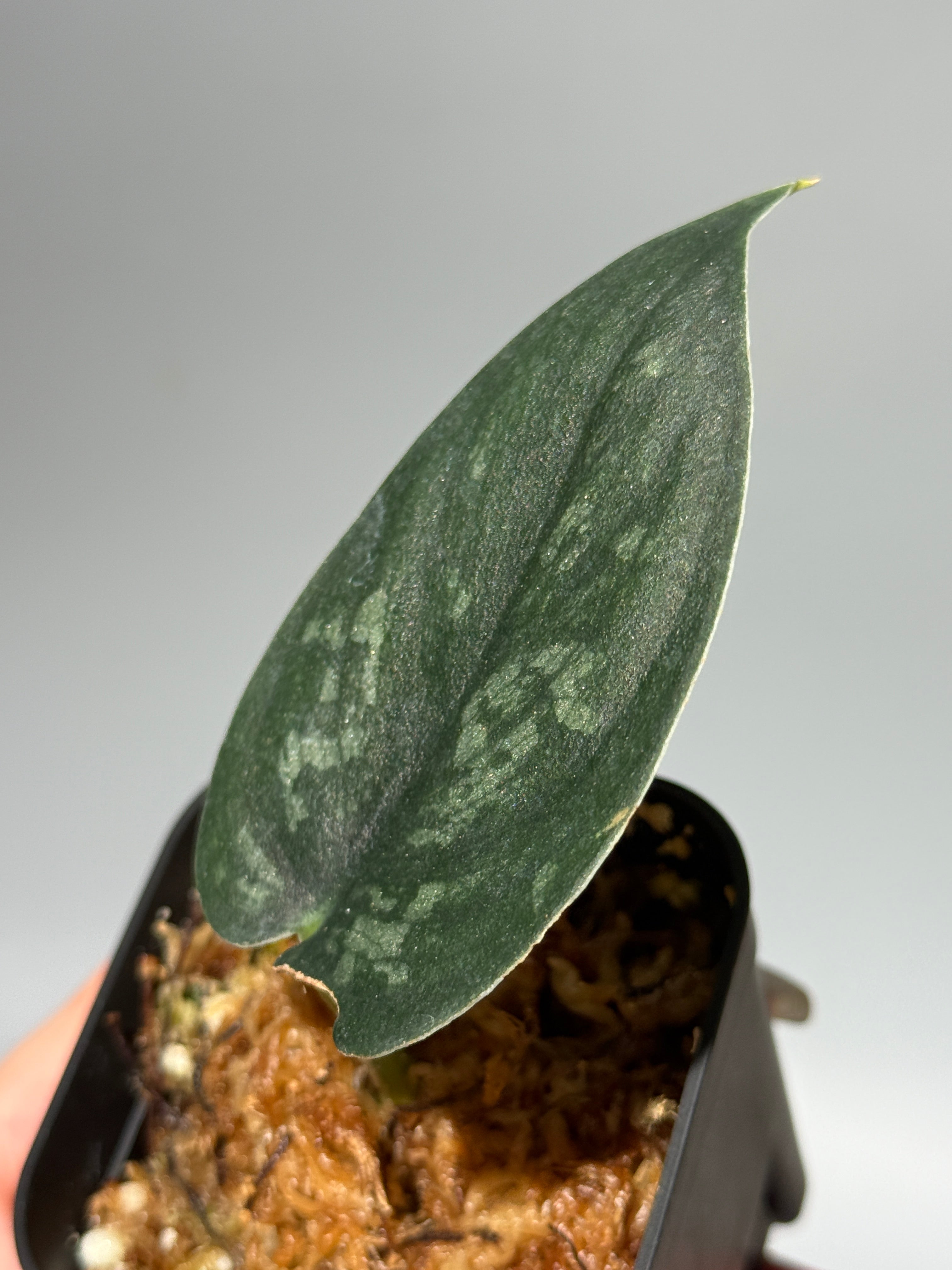 All Plants – Nakayama-Plants