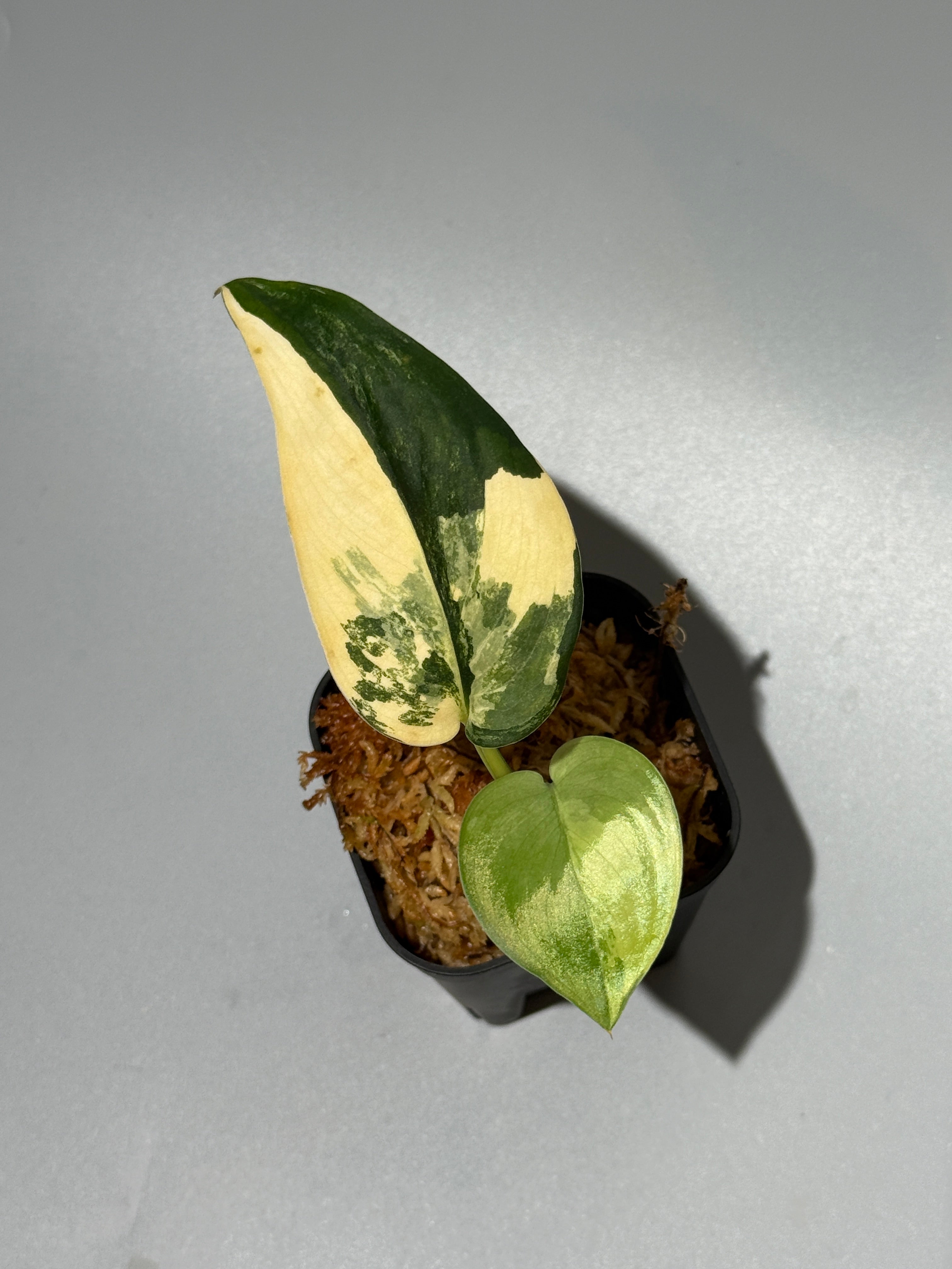 初めてのスキンダプサス – Nakayama-Plants