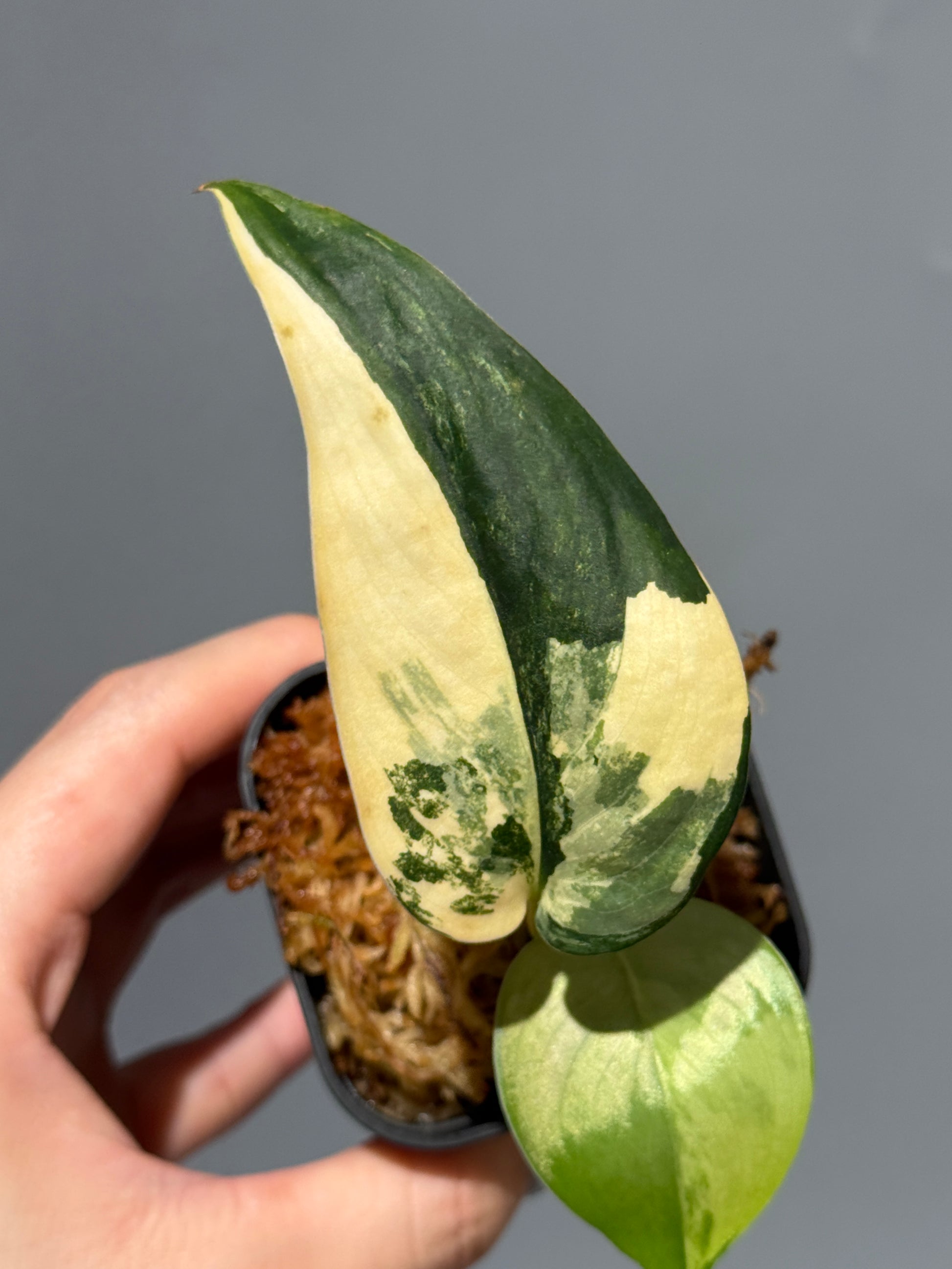 スキンダプサス ジェイドサテン オーレア  / Scindapsus Jadesatin aurea (3)