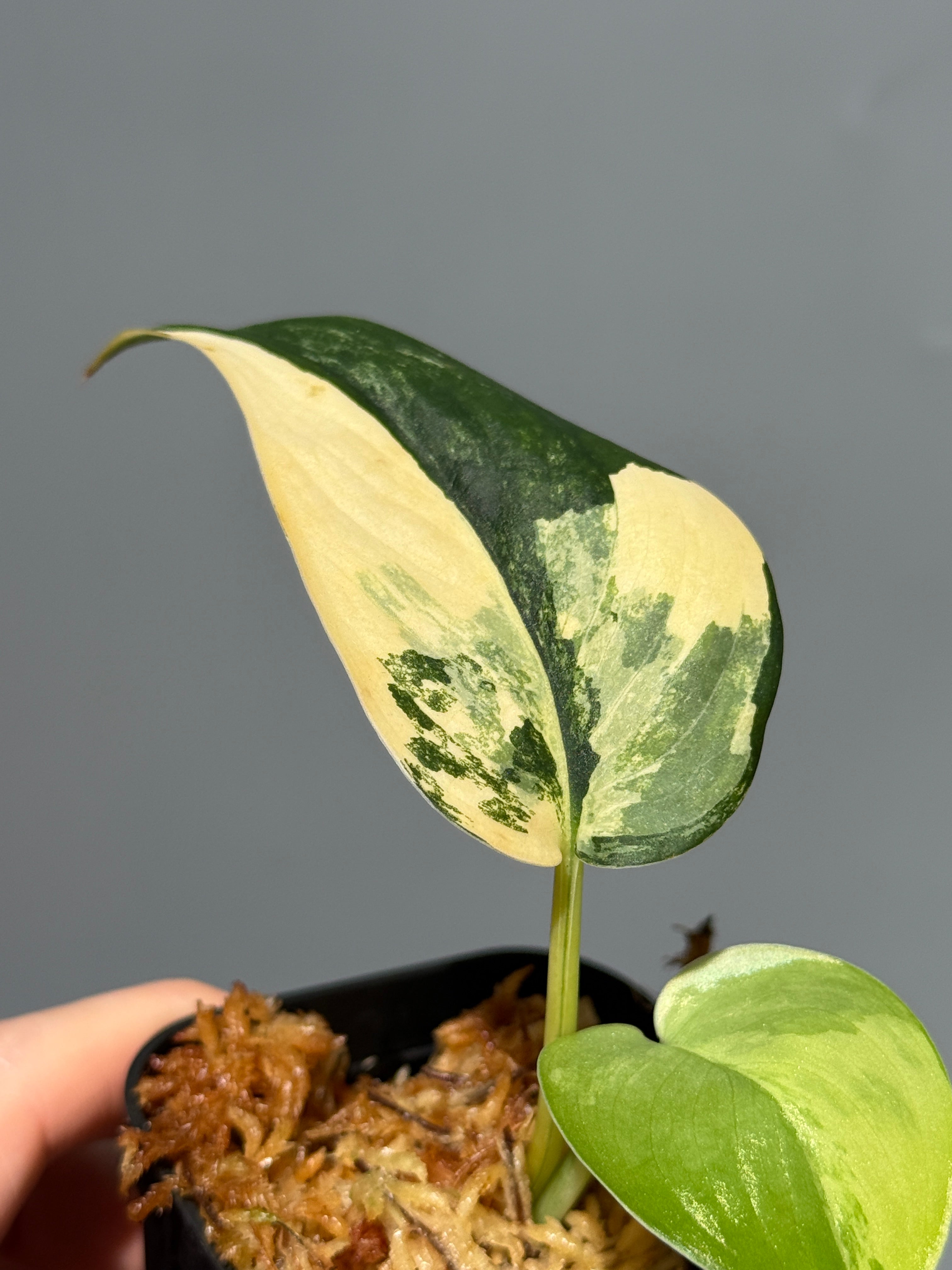 初めてのスキンダプサス – Nakayama-Plants