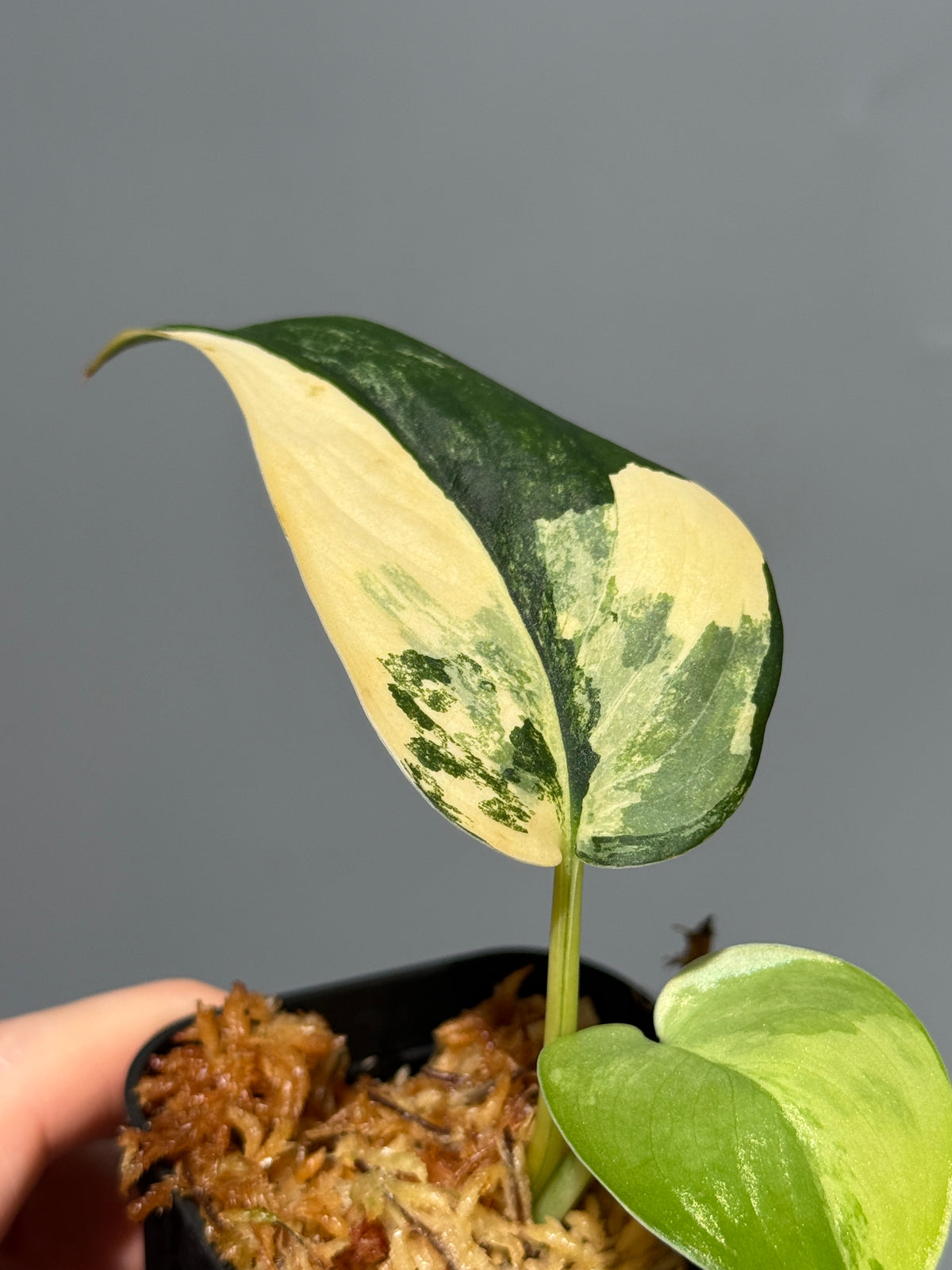 スキンダプサス ジェイドサテン オーレア  / Scindapsus Jadesatin aurea (3)