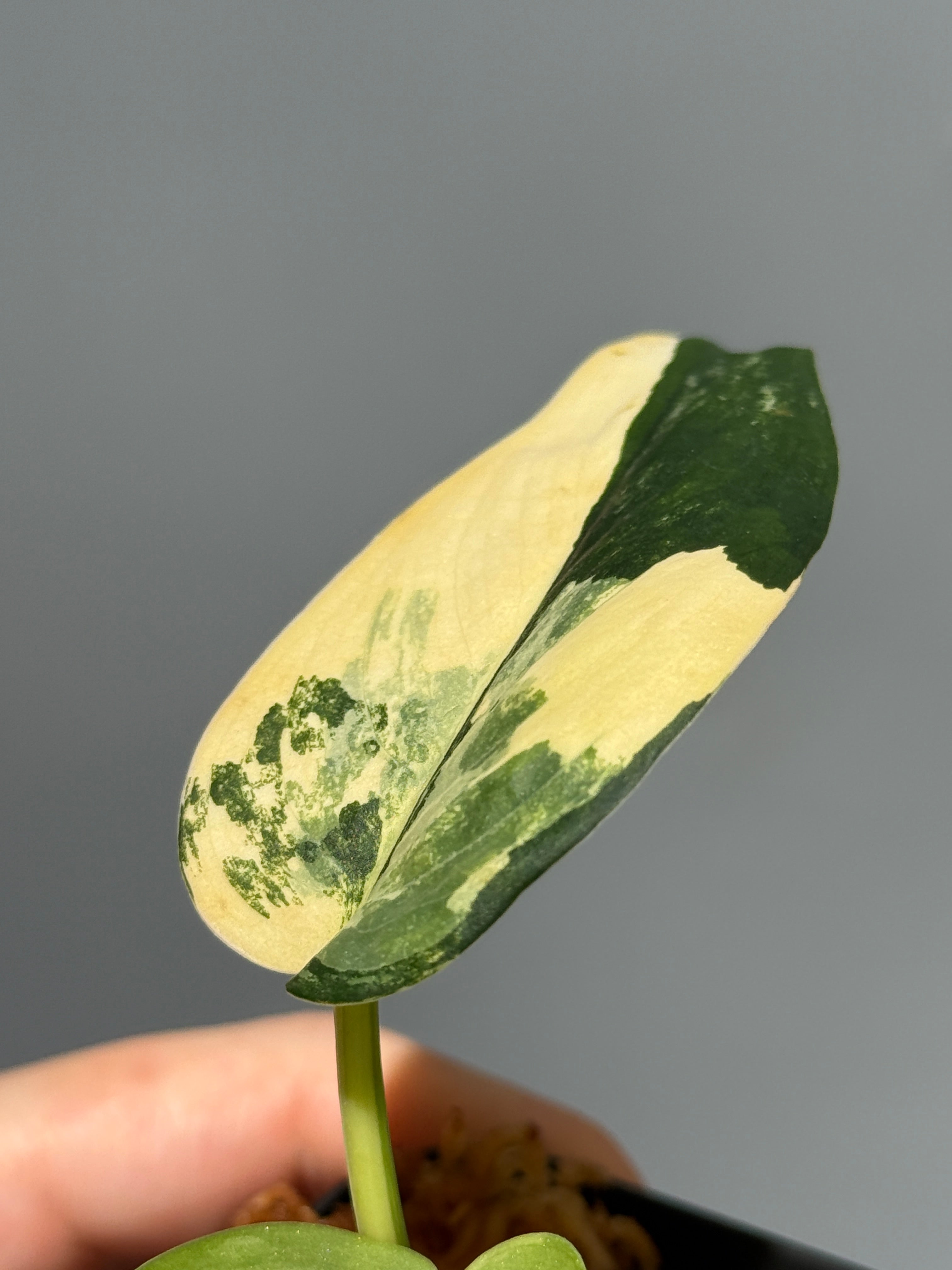 スキンダプサス　セット　D1 初めてのスキンダプサス – Nakayama-Plants