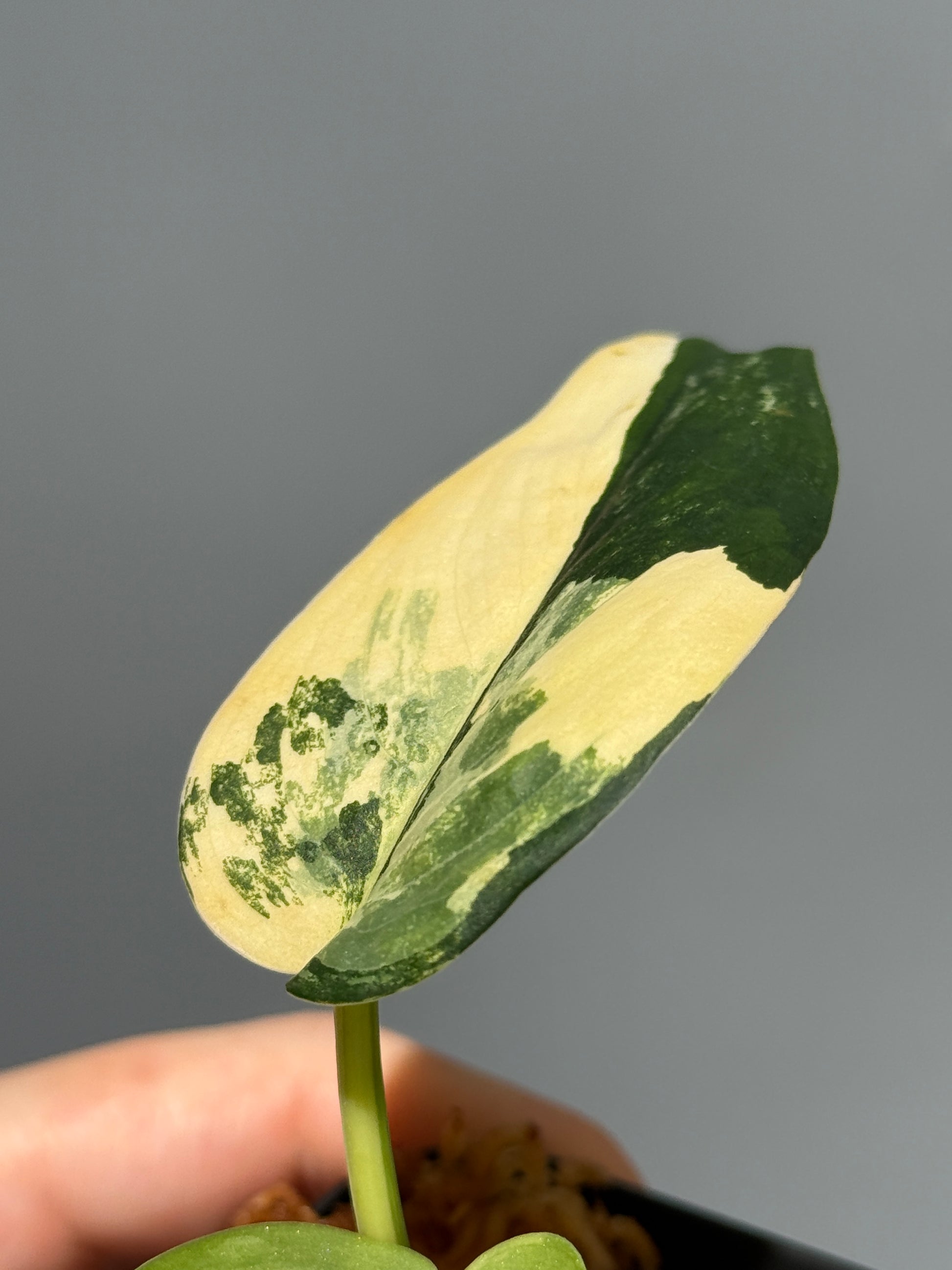 スキンダプサス ジェイドサテン オーレア  / Scindapsus Jadesatin aurea (3)