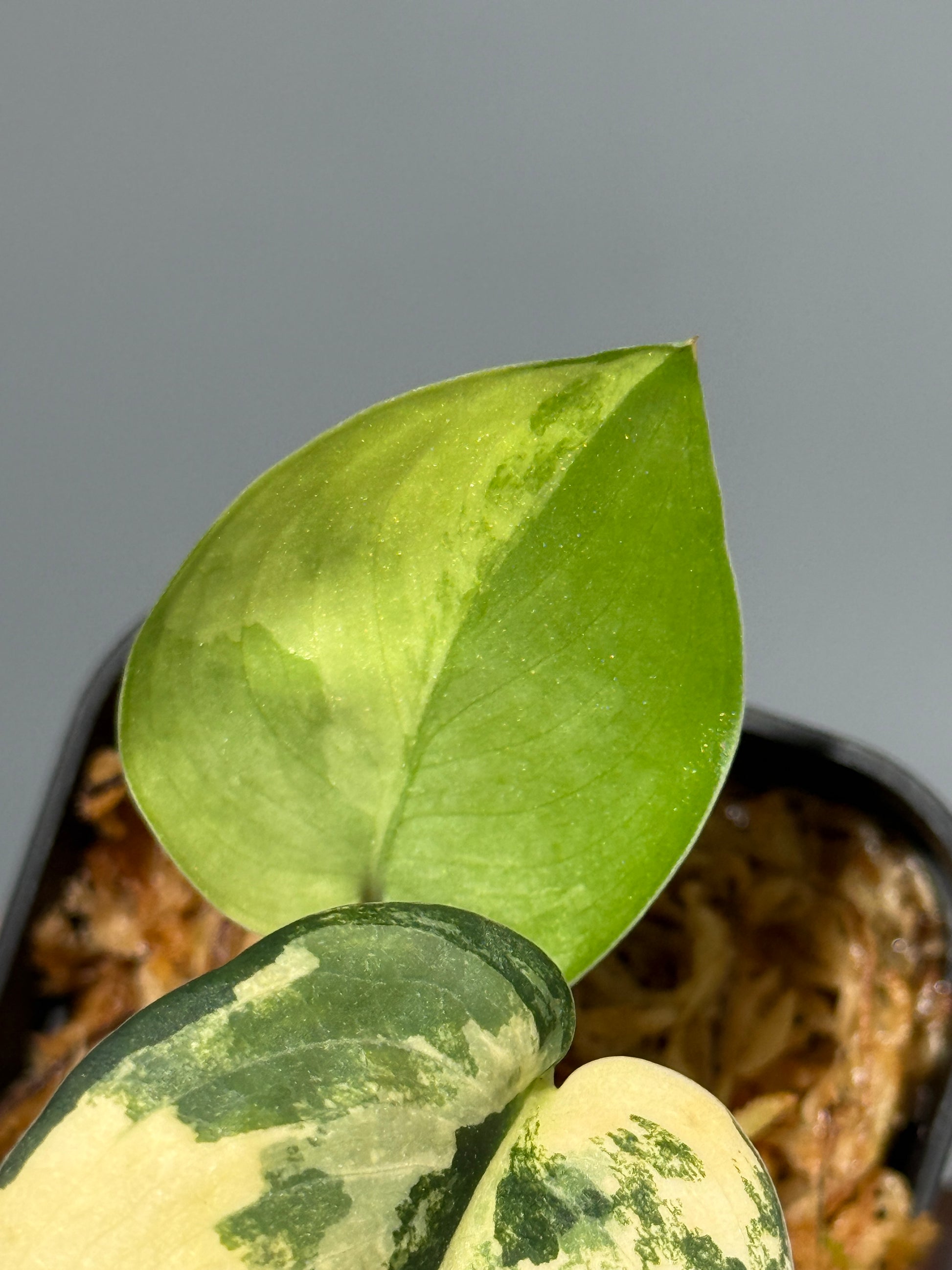 スキンダプサス ジェイドサテン オーレア  / Scindapsus Jadesatin aurea (3)