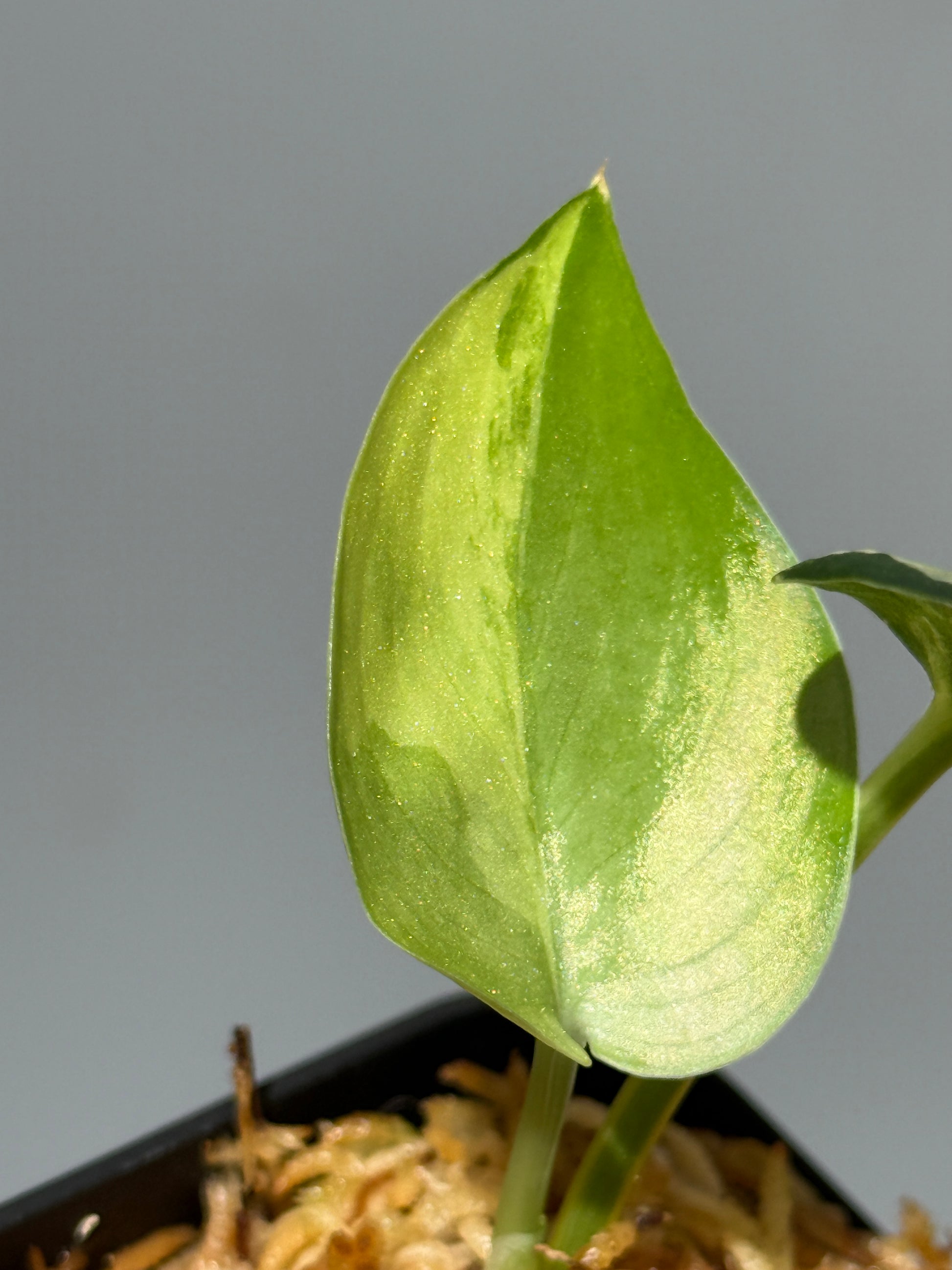 スキンダプサス ジェイドサテン オーレア  / Scindapsus Jadesatin aurea (3)