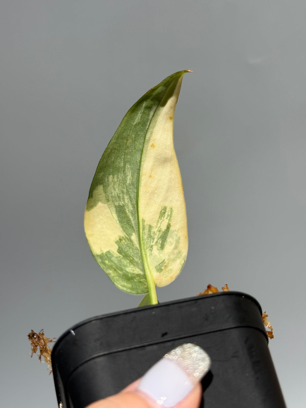 スキンダプサス ジェイドサテン オーレア  / Scindapsus Jadesatin aurea (3)