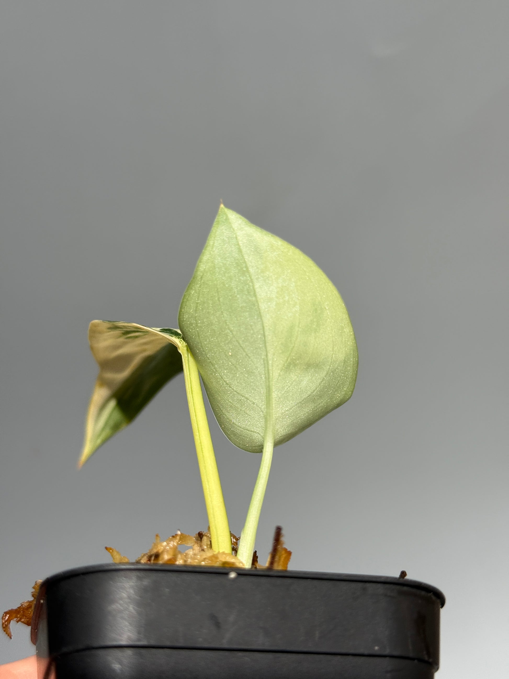 スキンダプサス ジェイドサテン オーレア  / Scindapsus Jadesatin aurea (3)